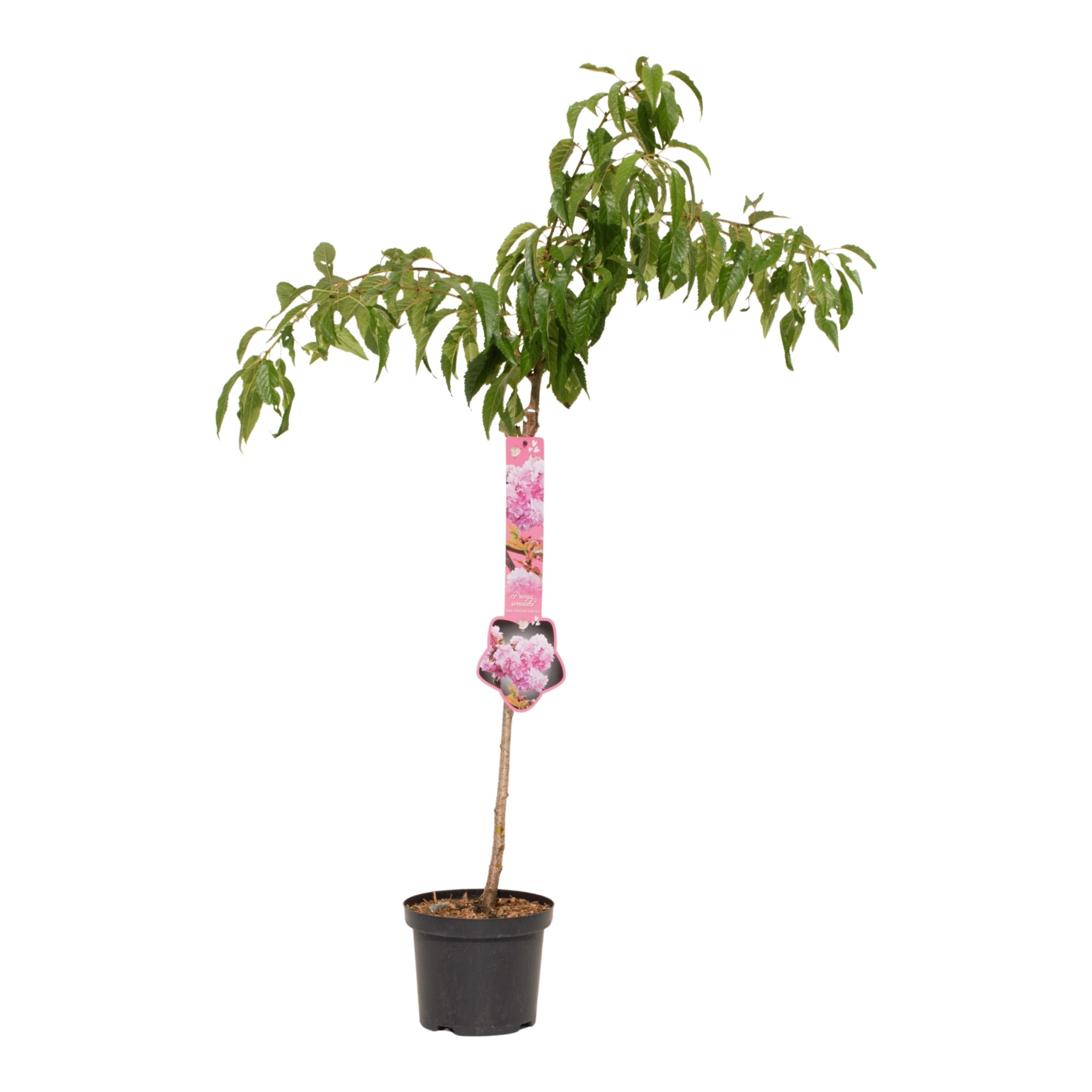 Prunus 'Kiku-shidare-zakura' stam