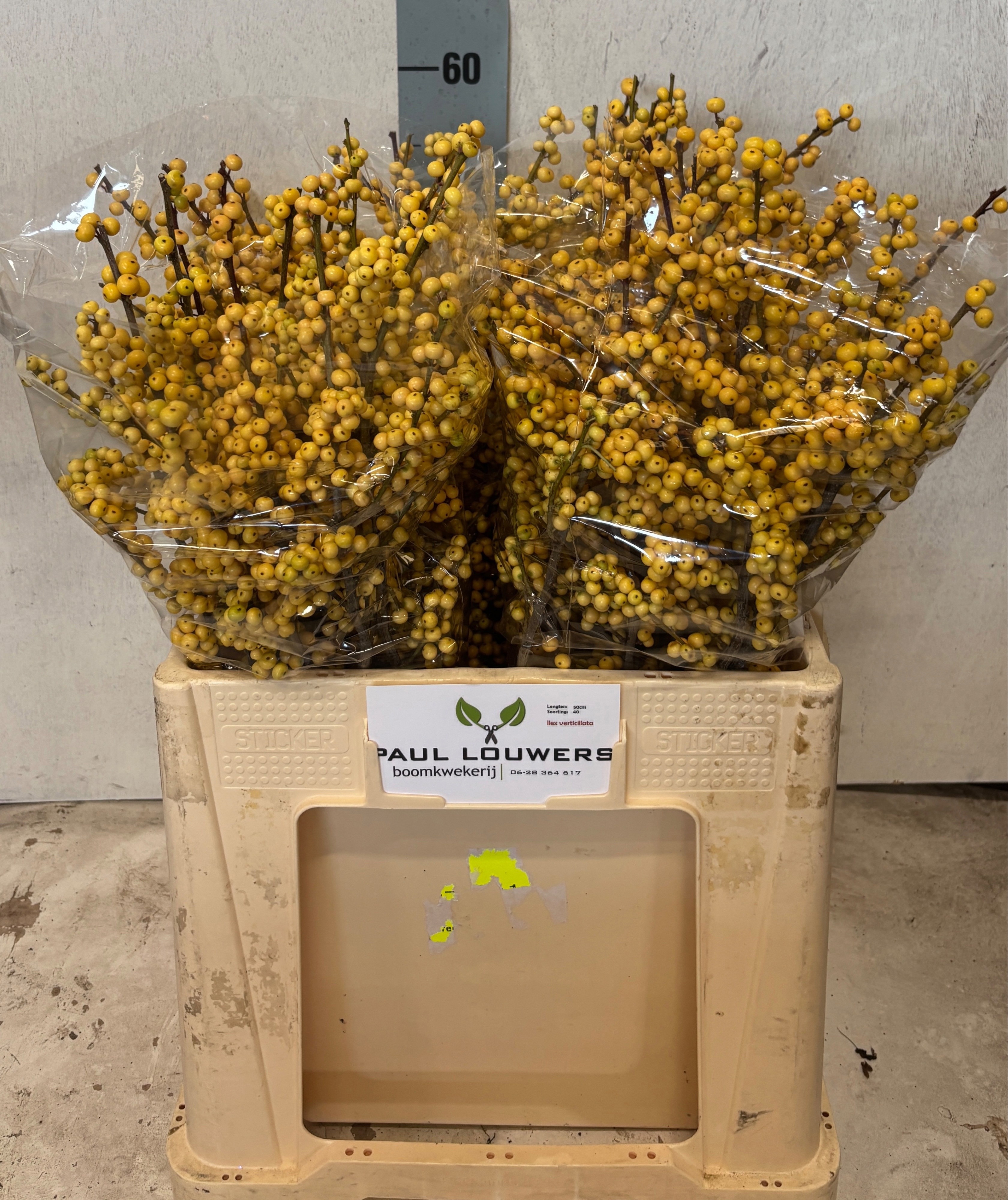 Ilex Citronella 60cm