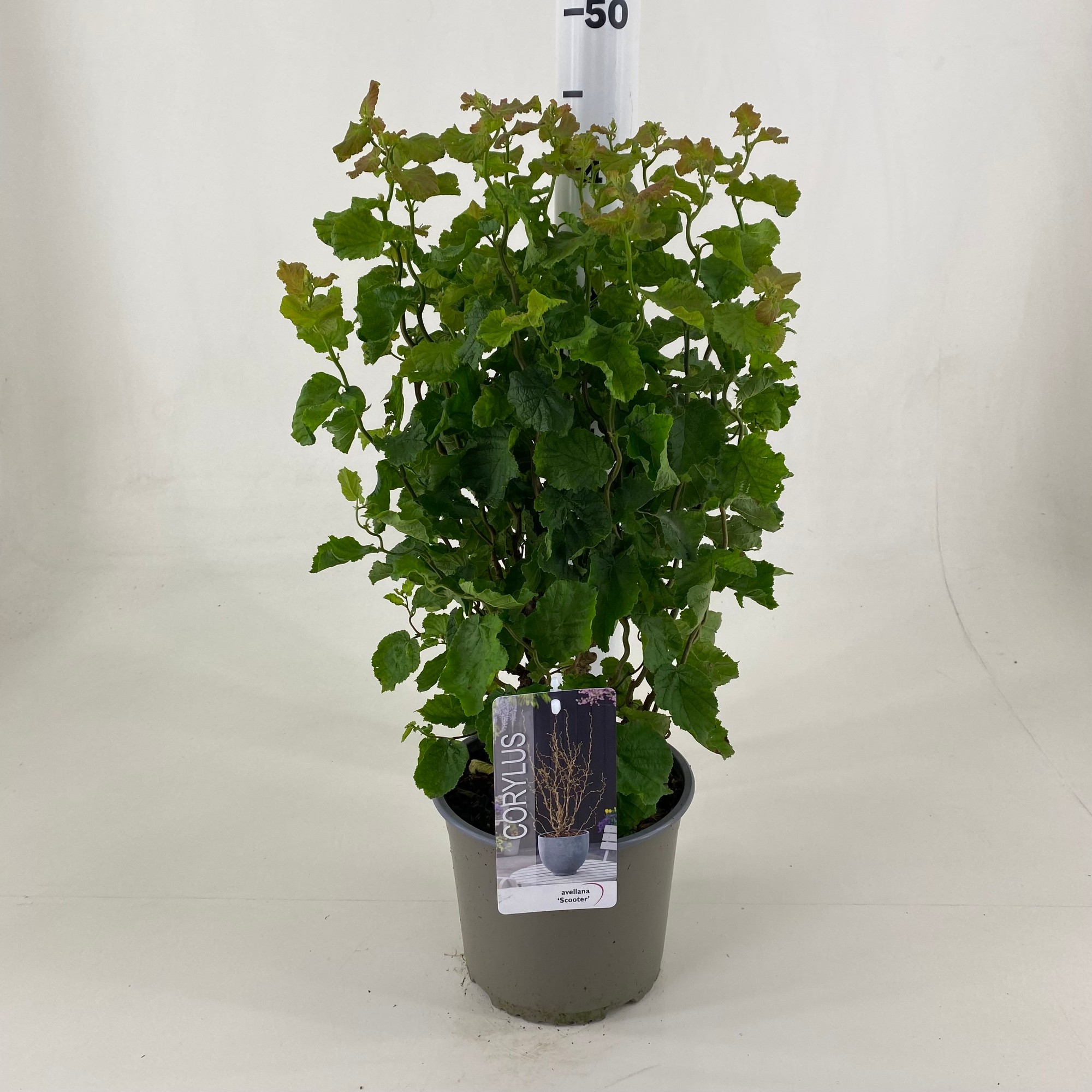 Picture of Corylus avellana Scooter P19 (3 Ltr)