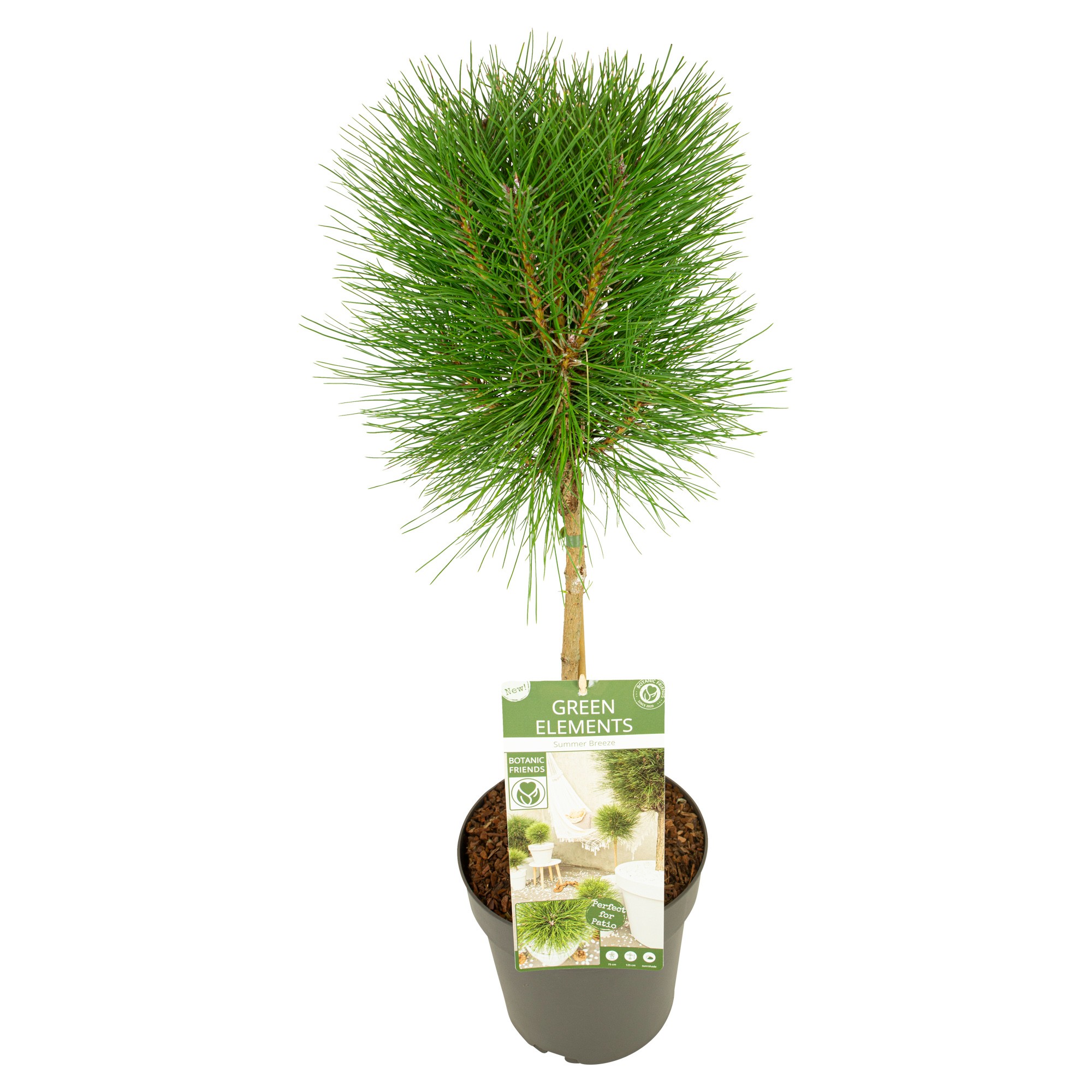 Picture of Pinus nigra Summer Breeze P24