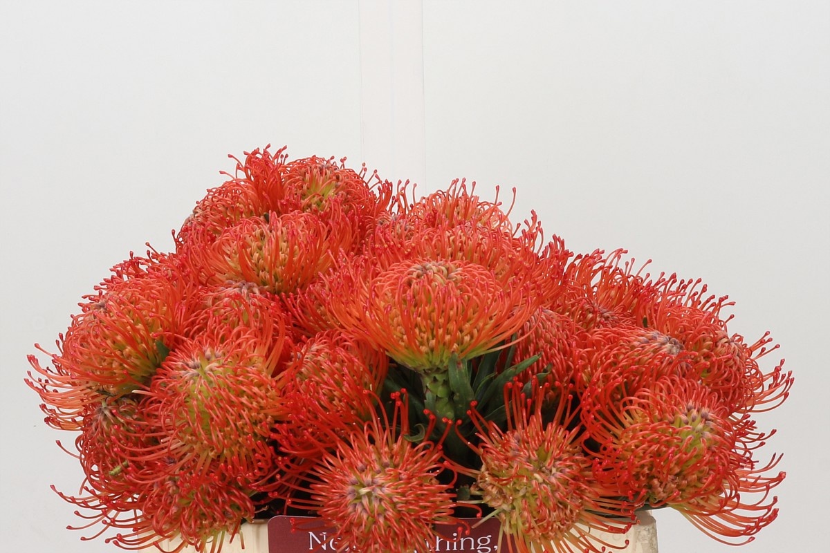Leucospermum Succession 35cm