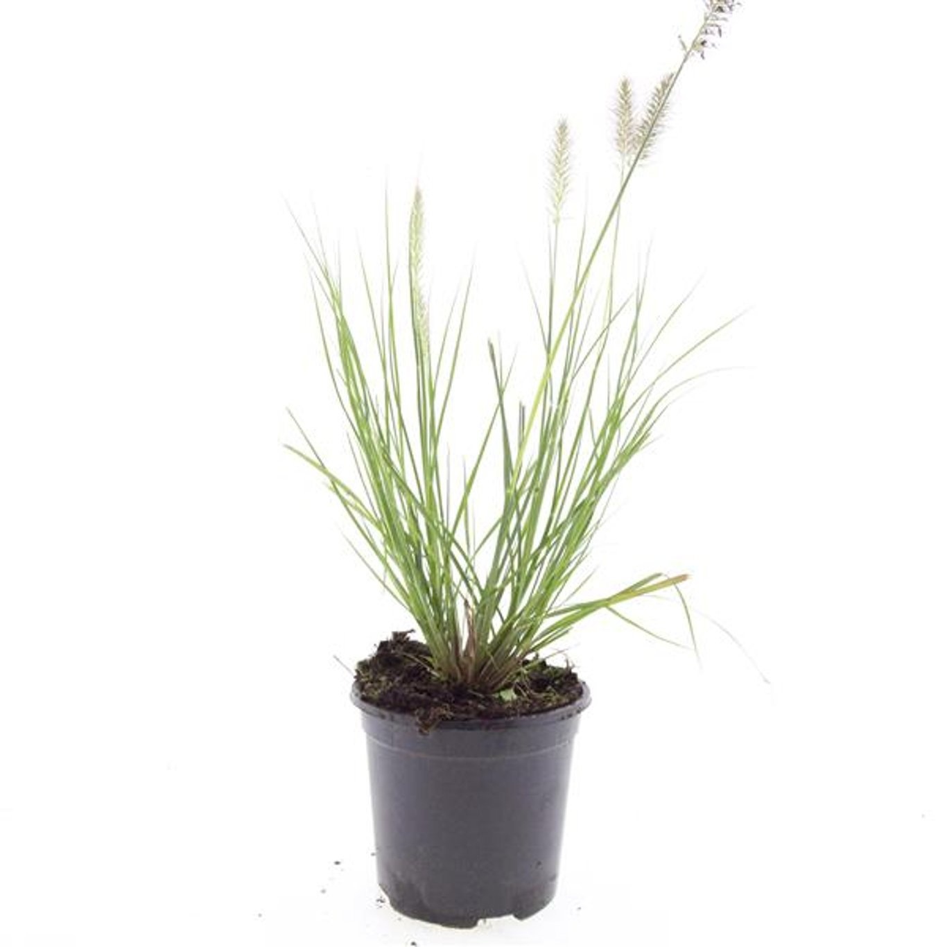 Pennisetum alopecuroides 'Hameln'
