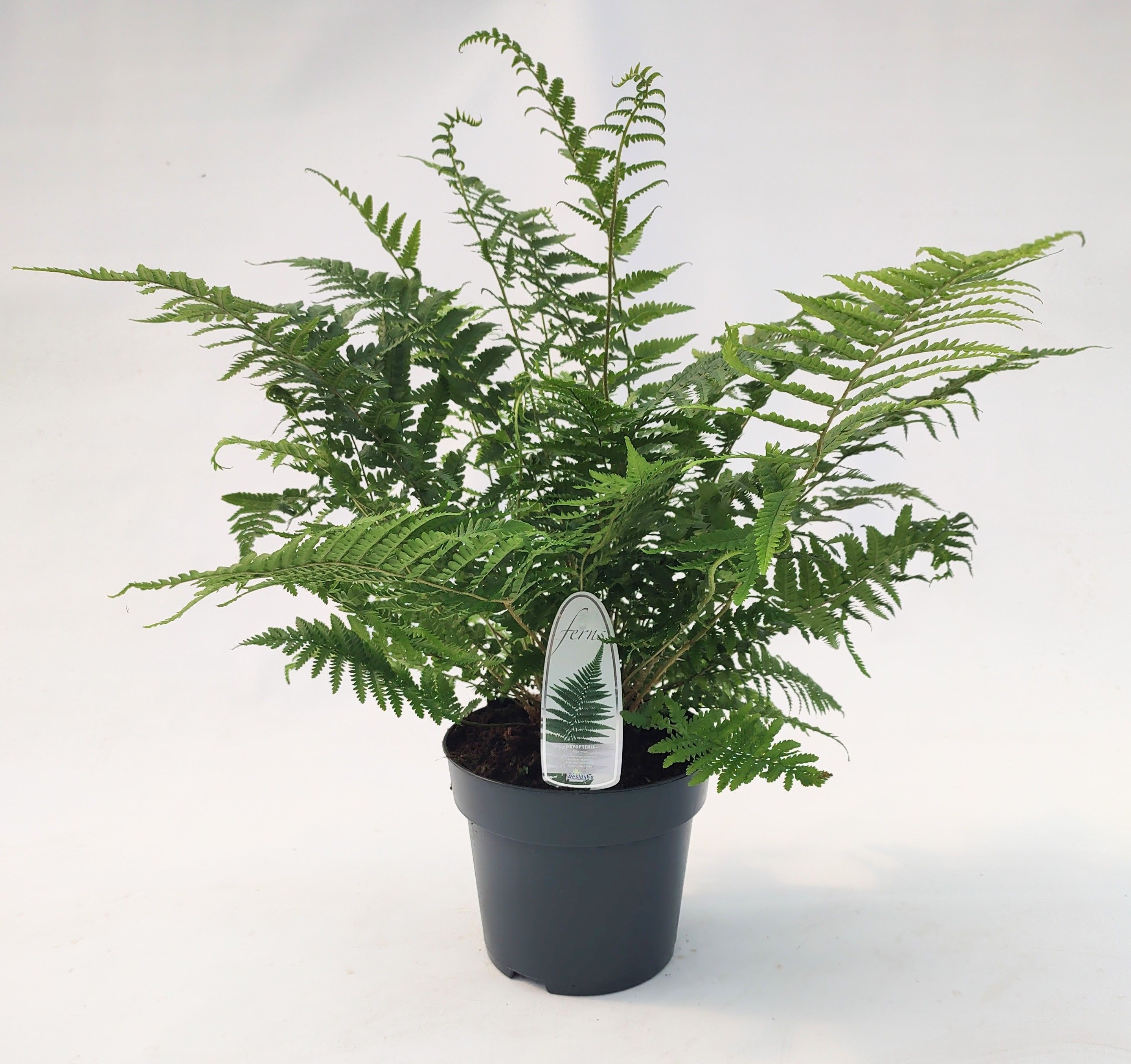 Dryopteris filix-mas ES23