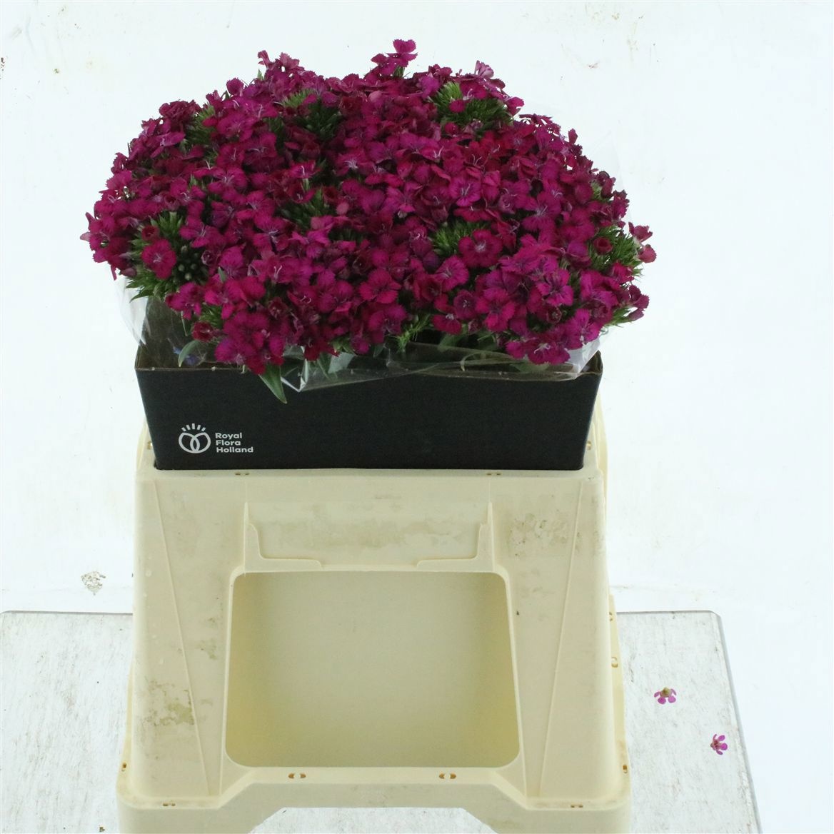 Dianthus Barb Neon Cherry 40cm