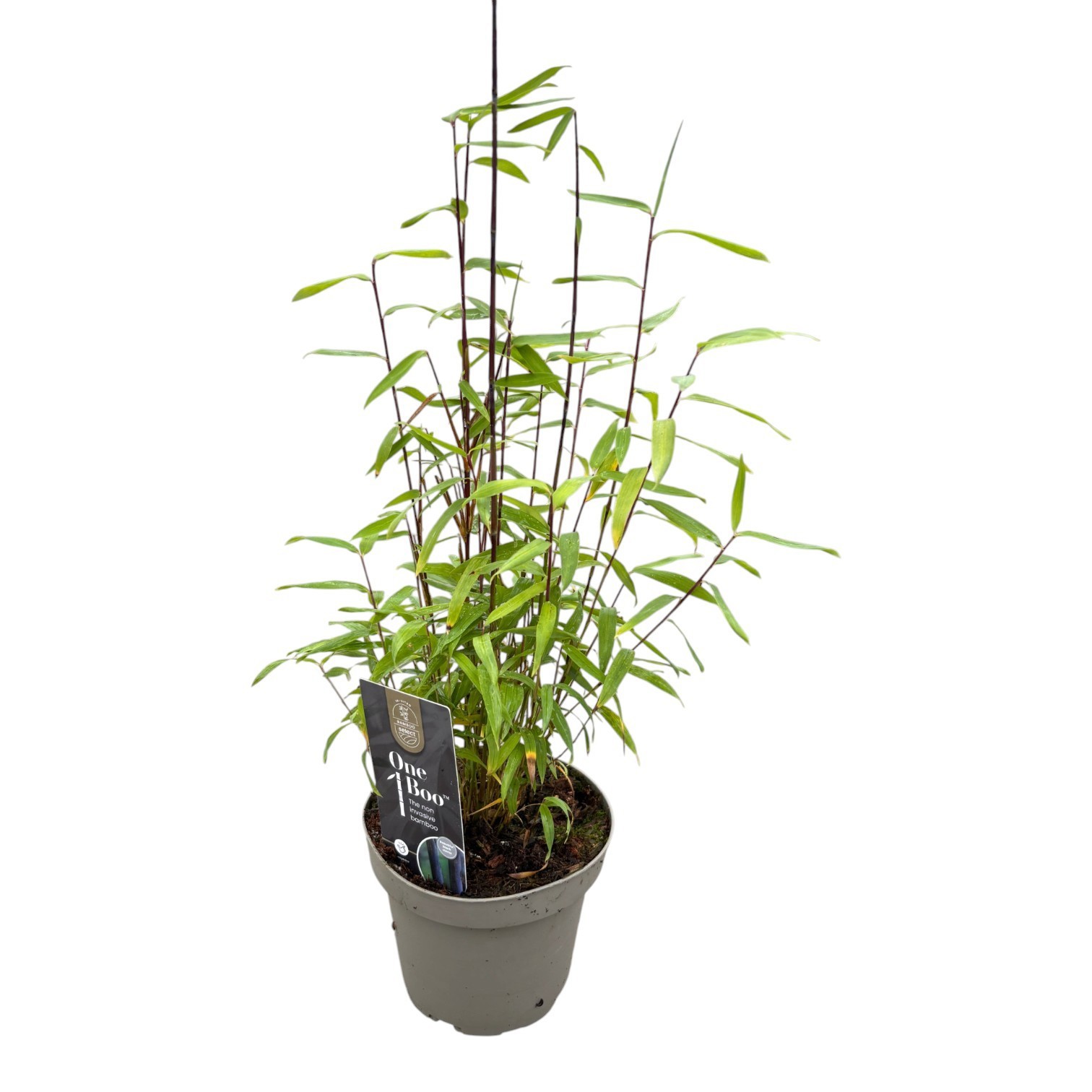 Fargesia One Boo™ Gansu Black