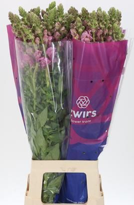 Antirrhinum Poto Lavender 80cm