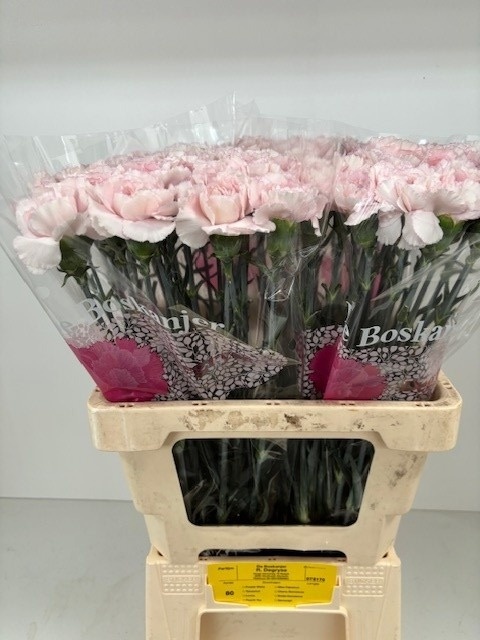 Di St Bridal Damascu