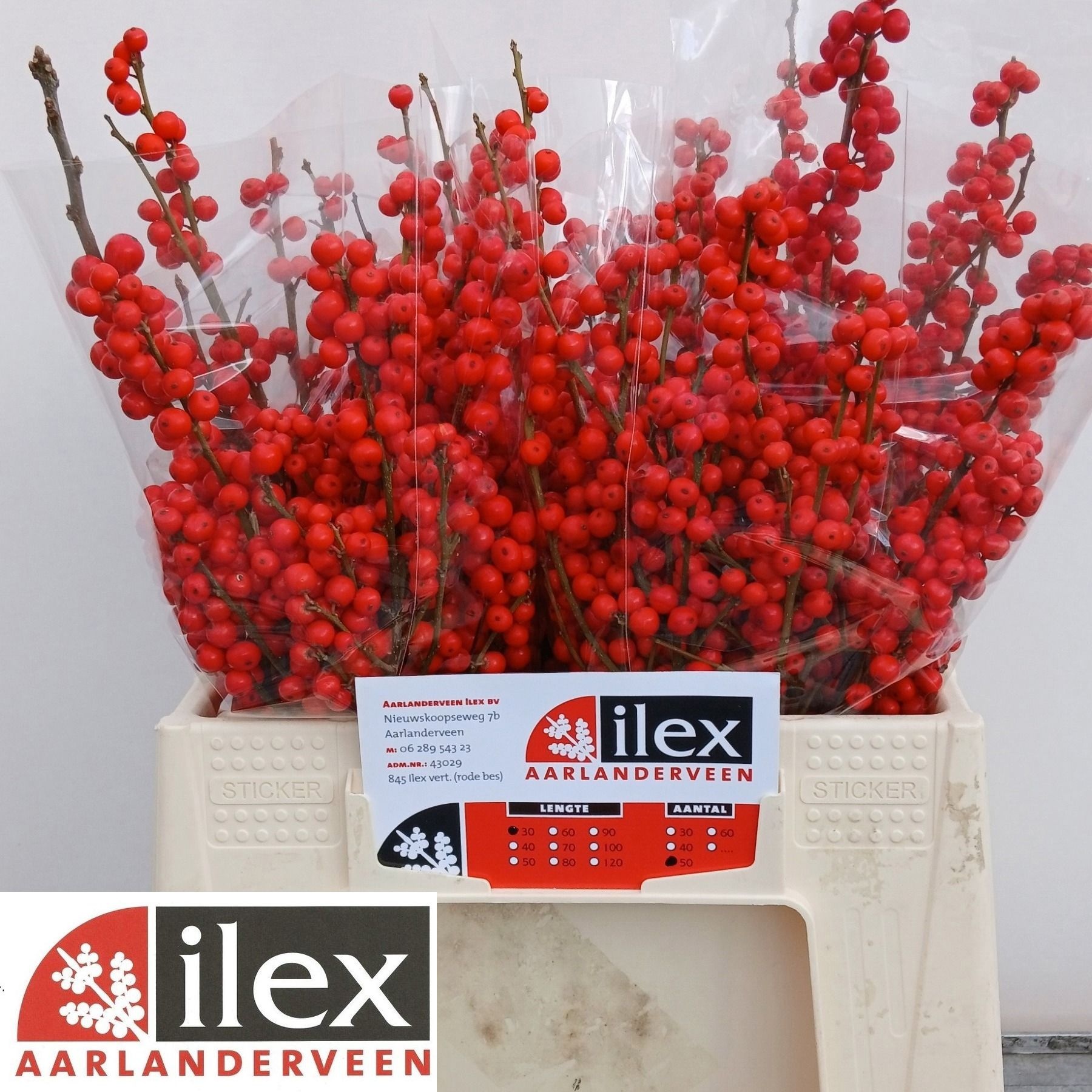 Ilex Verticlilata 30cm