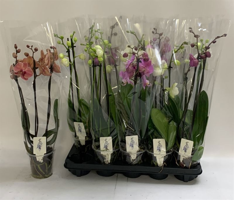 Phal Gem 12P 60H 3TAK 15bloem 12bloei