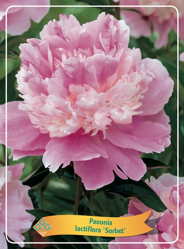 Picture of Paeonia Lactiflora Mix CC P11