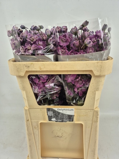 Delphinium El Double Dewi Melody 70cm