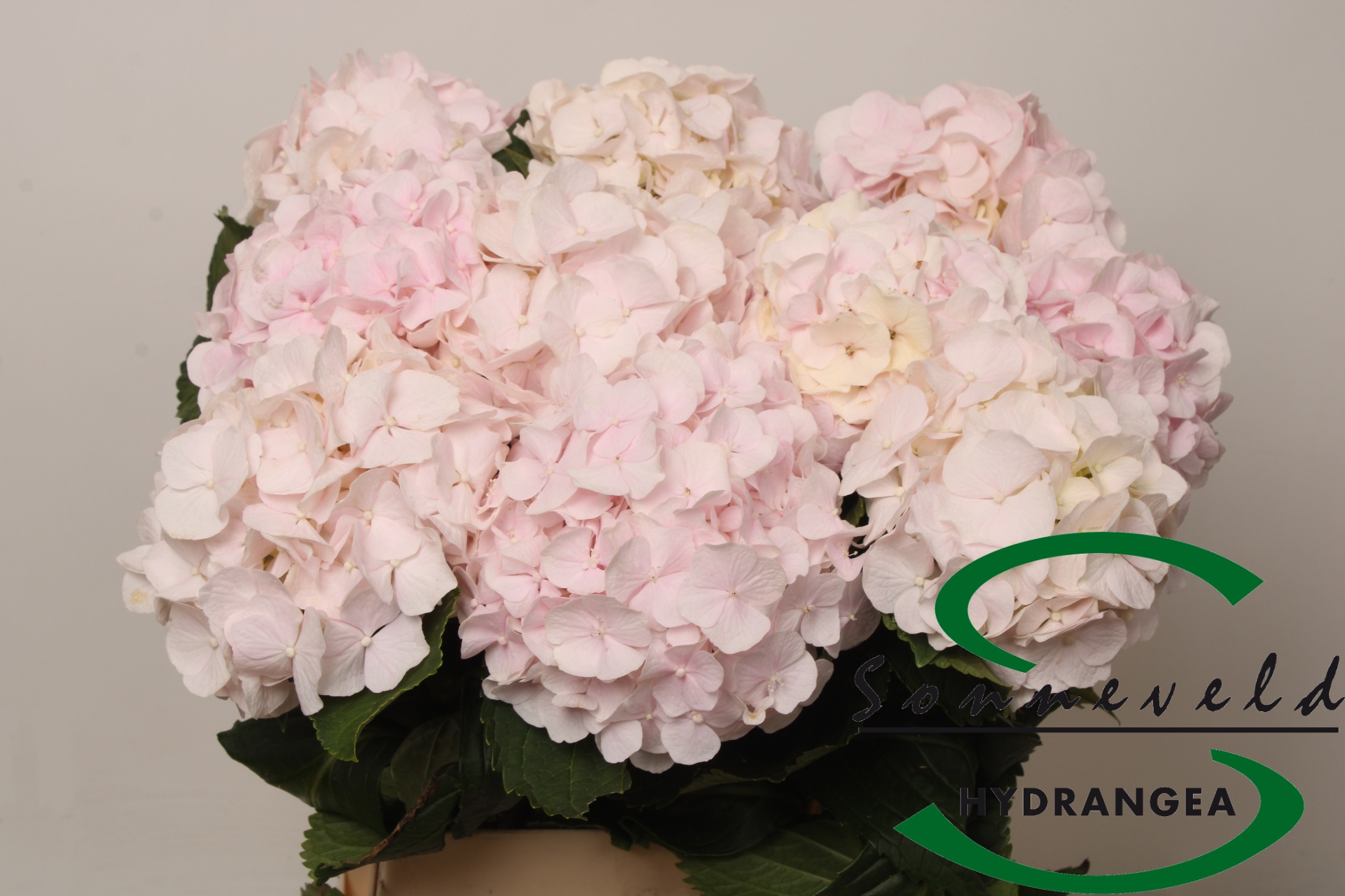 Hydrangea Sweet Verena 60cm 13Ø