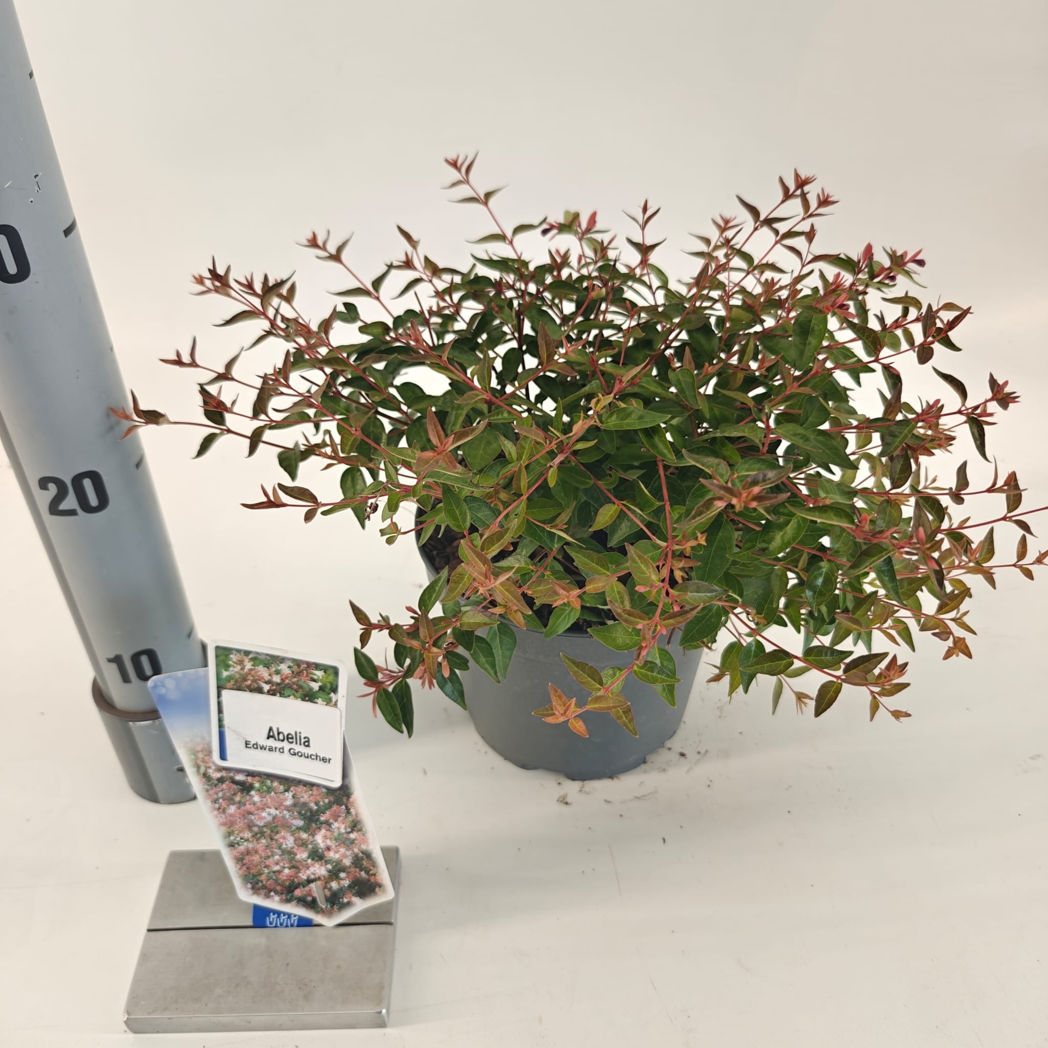 Picture of Abelia ‘Edward Goucher’