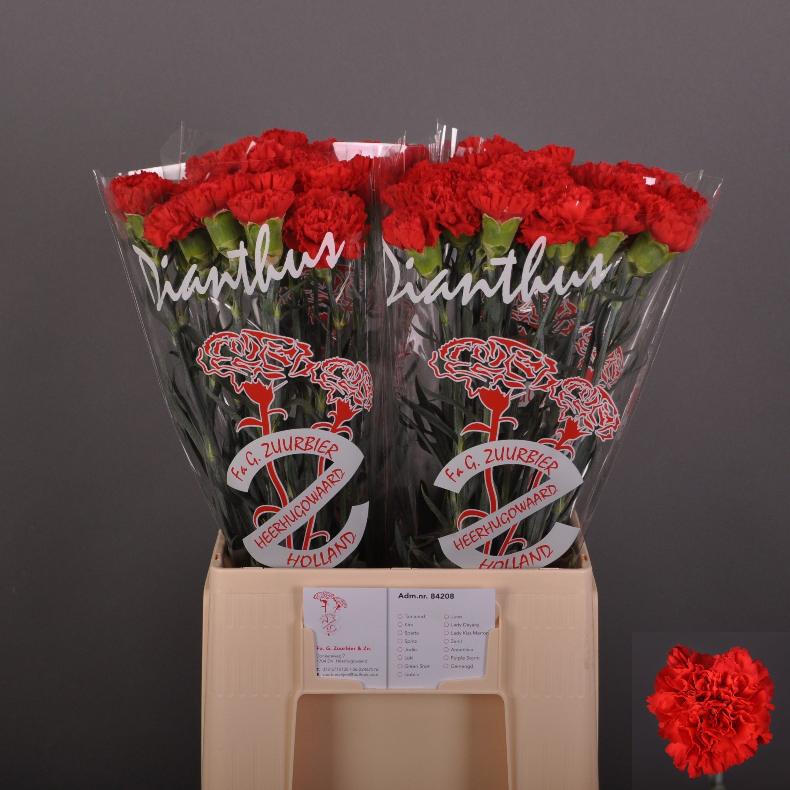 Dianthus St Sparta 60cm