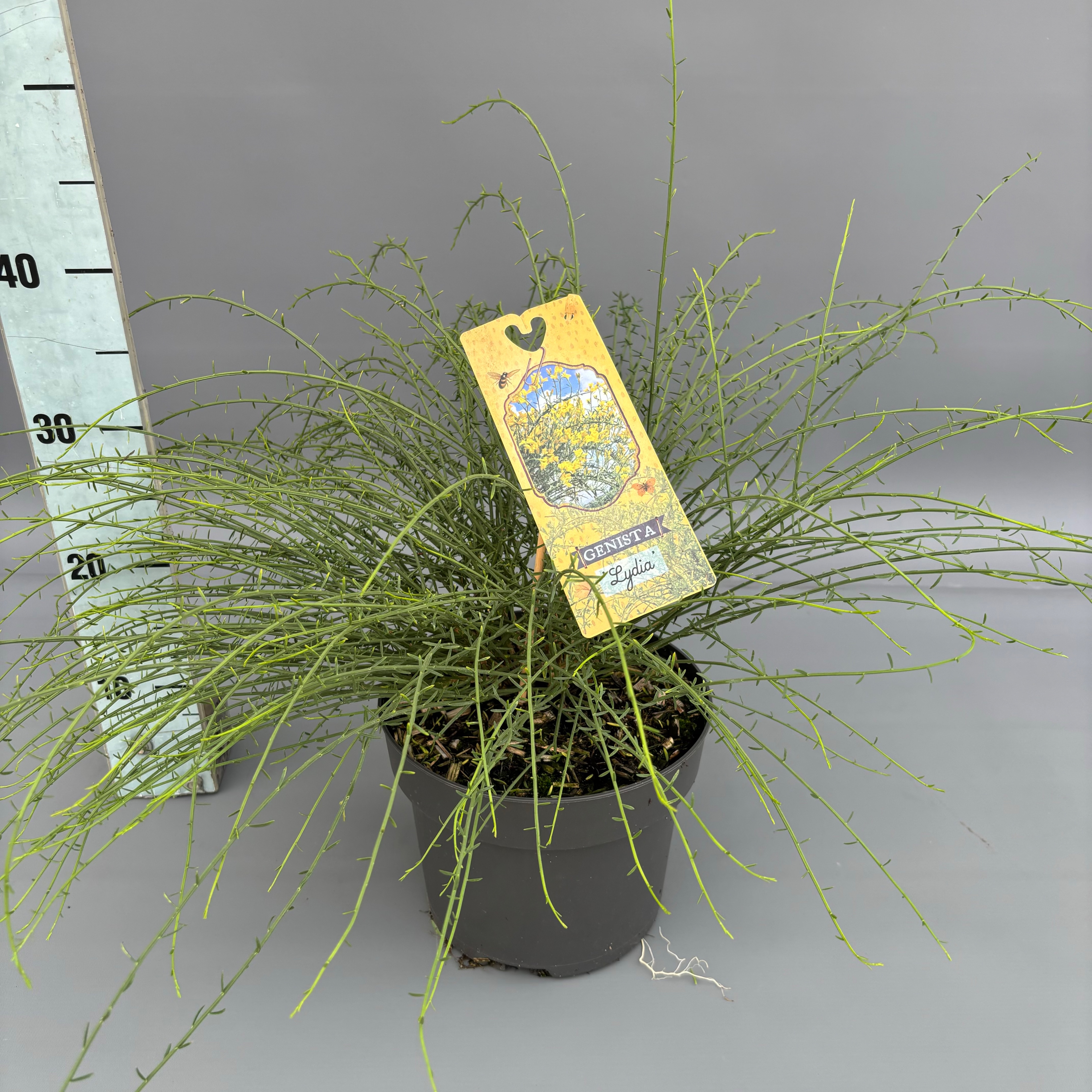 Picture of Genista lydia P21 (4 Ltr) (LOOSE)