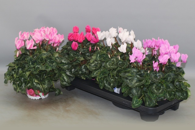 Cyclamen Mix Super Rainier 13Ø 30cm