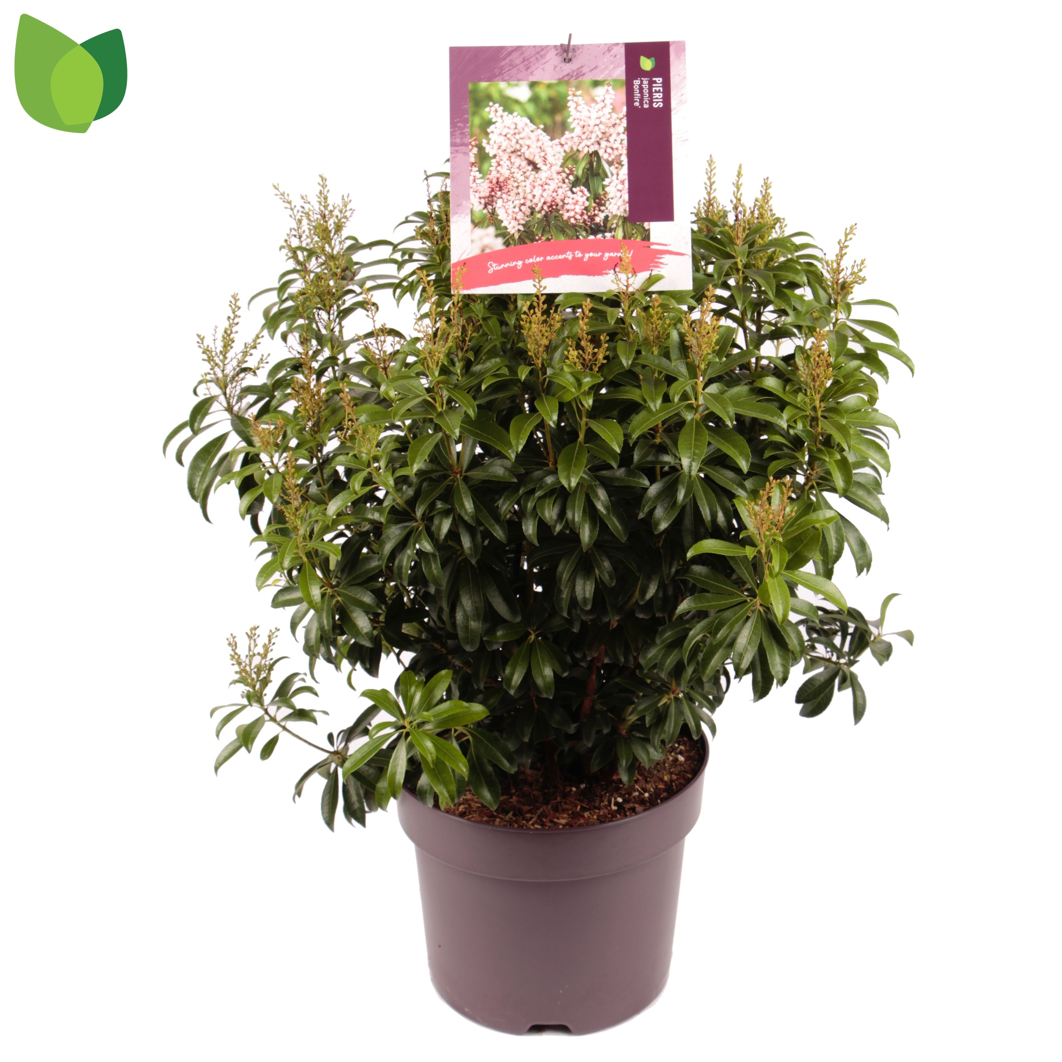 Pieris japonica 'Bonfire'