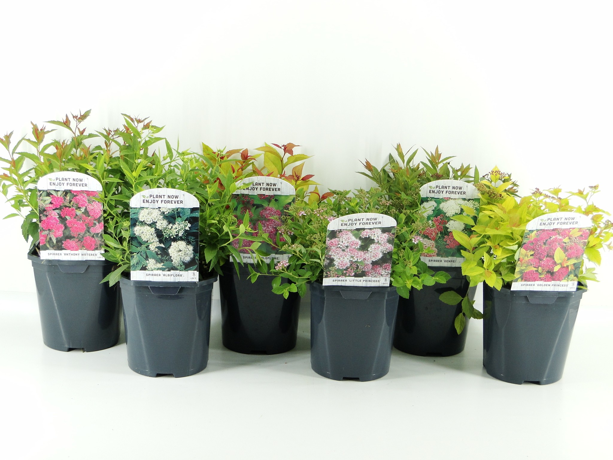 Picture of Spiraea japonica lagen mix