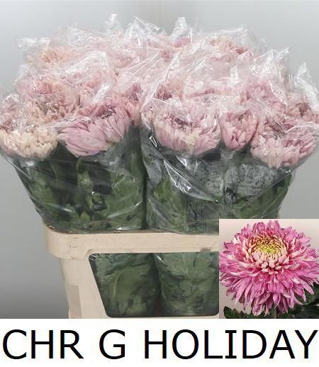 Chrys Single Holiday 80cm 110gram