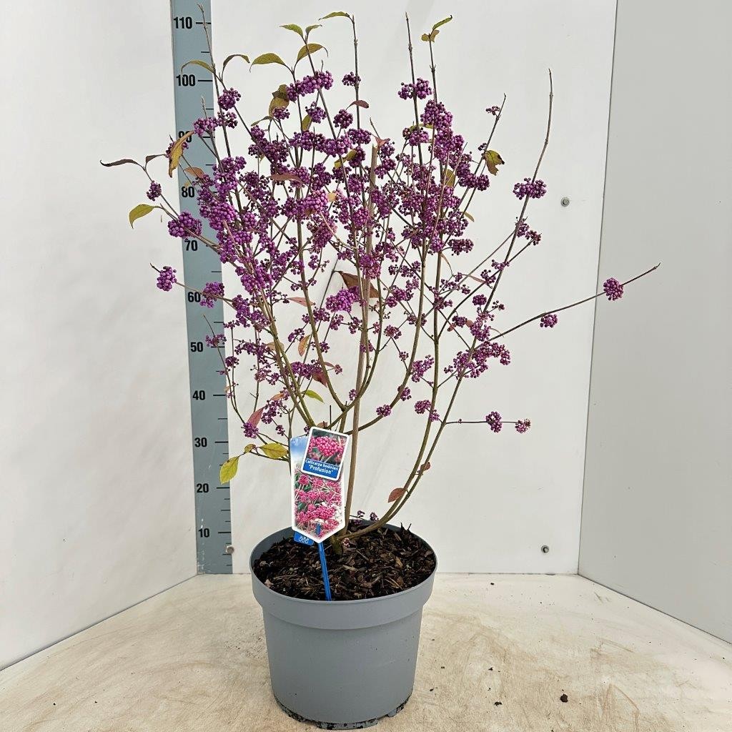 Picture of Callicarpa bodinieri Profusion P29 (10 Ltr) (LOOSE)