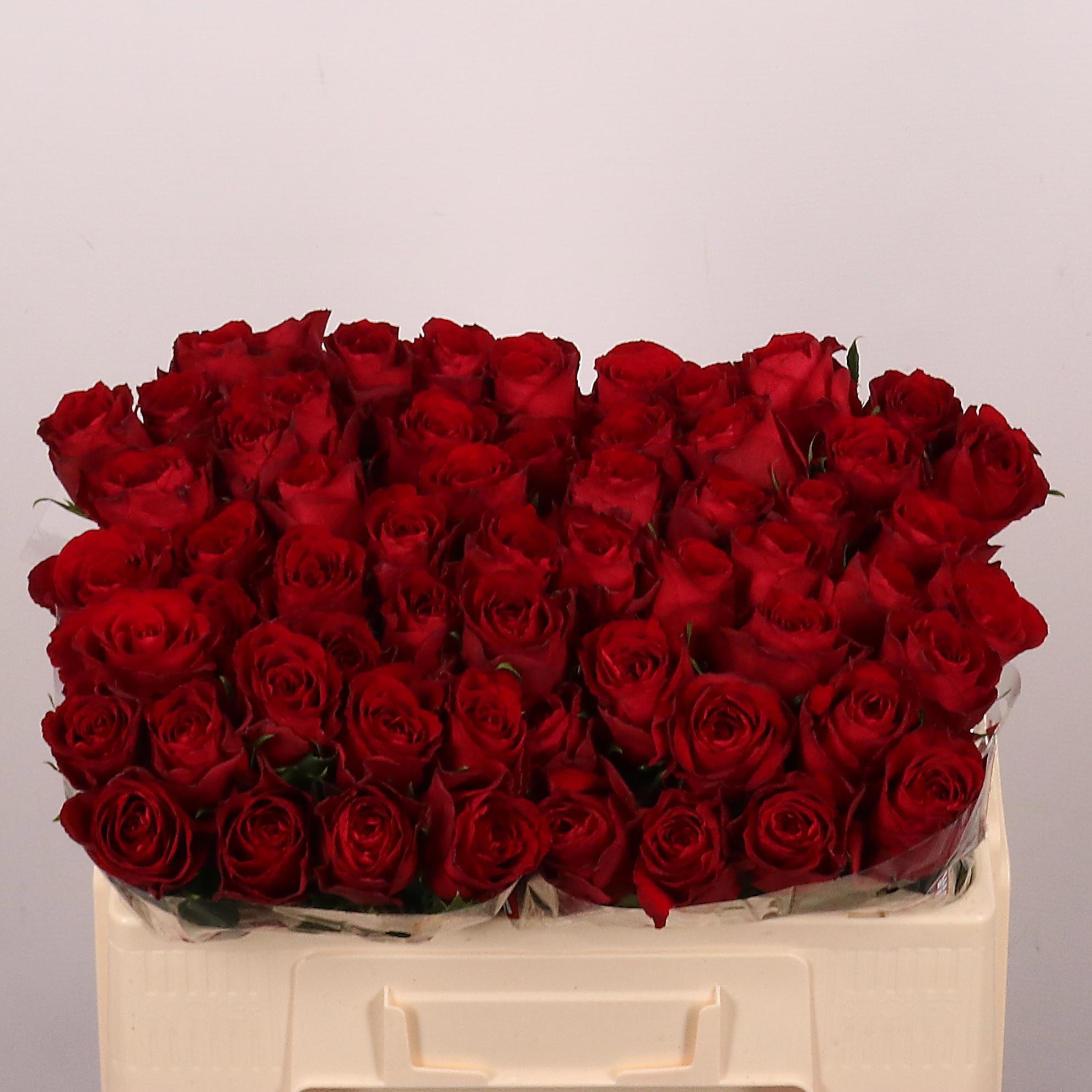 Rosa Madam Red 50cm