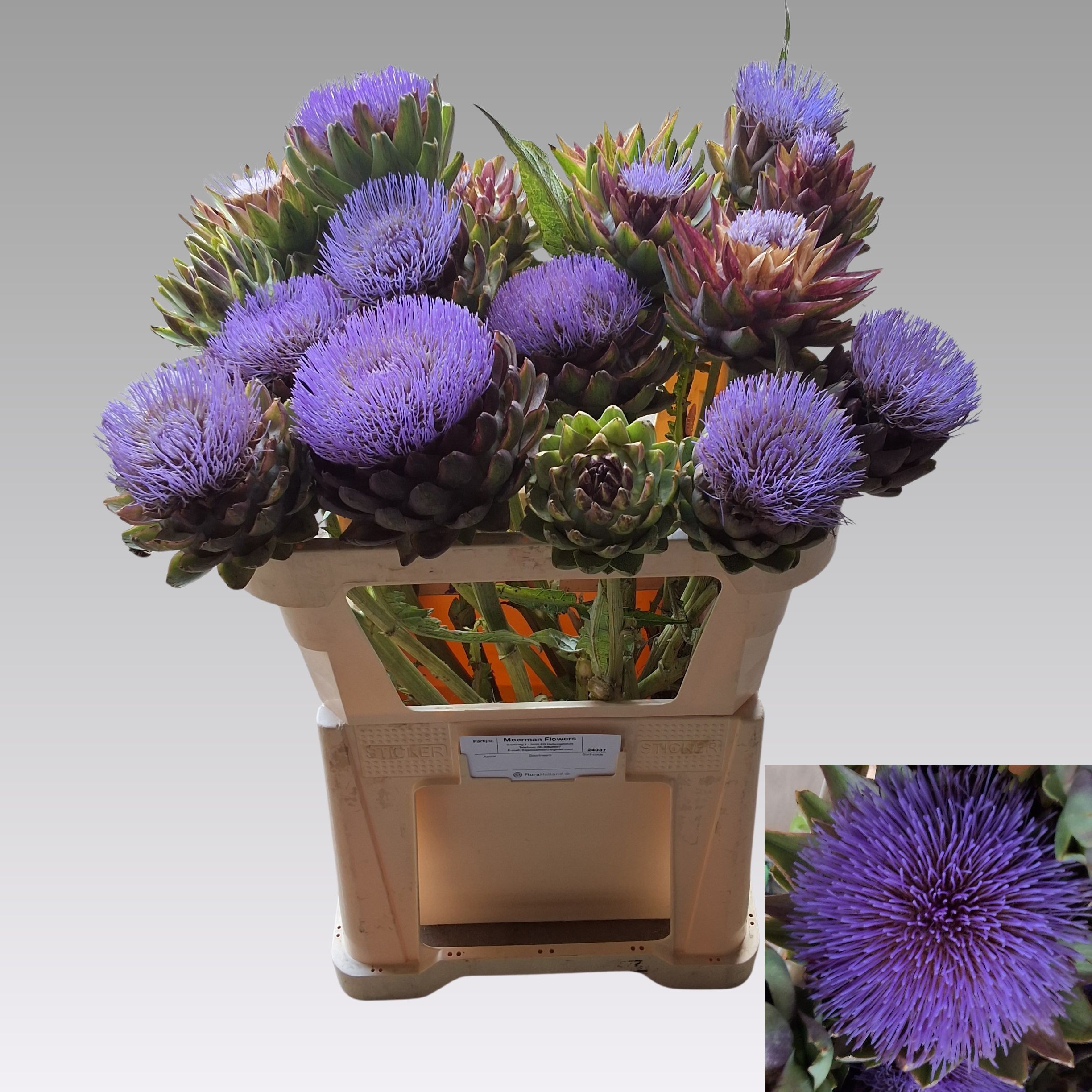 Cynara Sc Green Glob 60cm
