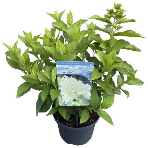 Hydrangea paniculata 'Limelight' p17 vd. Peijl