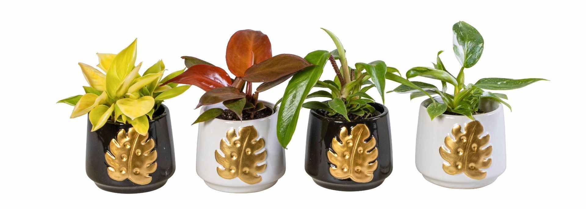 Philodendron L 66158 With Philodendron Mix