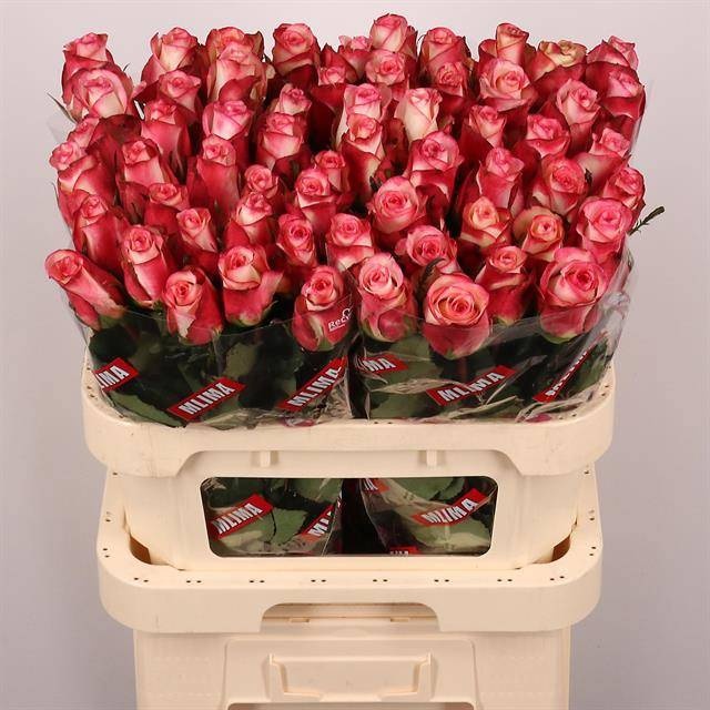Rosa Spark Condor 80cm