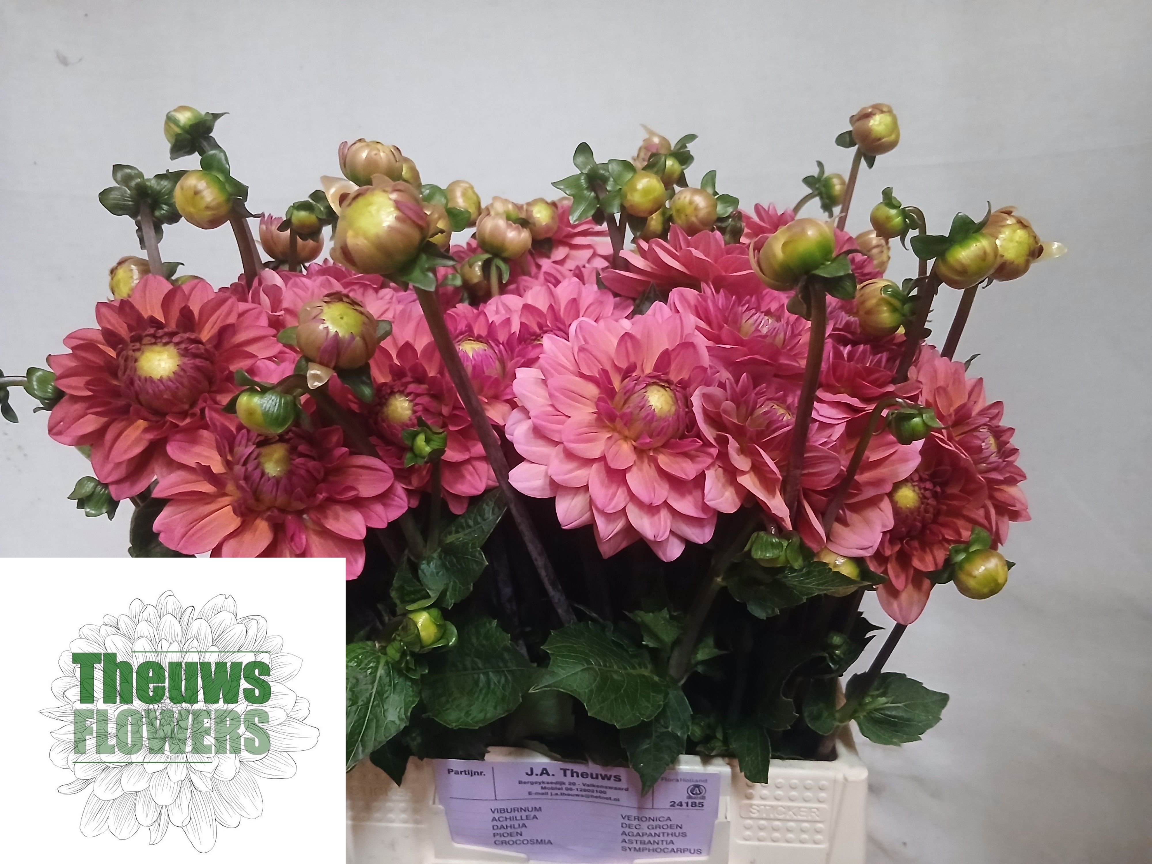 Dahlia Sal Runner 50cm