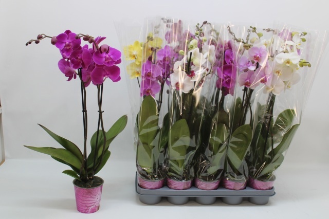 Phal Gem 5 Kl 12Ø 65cm