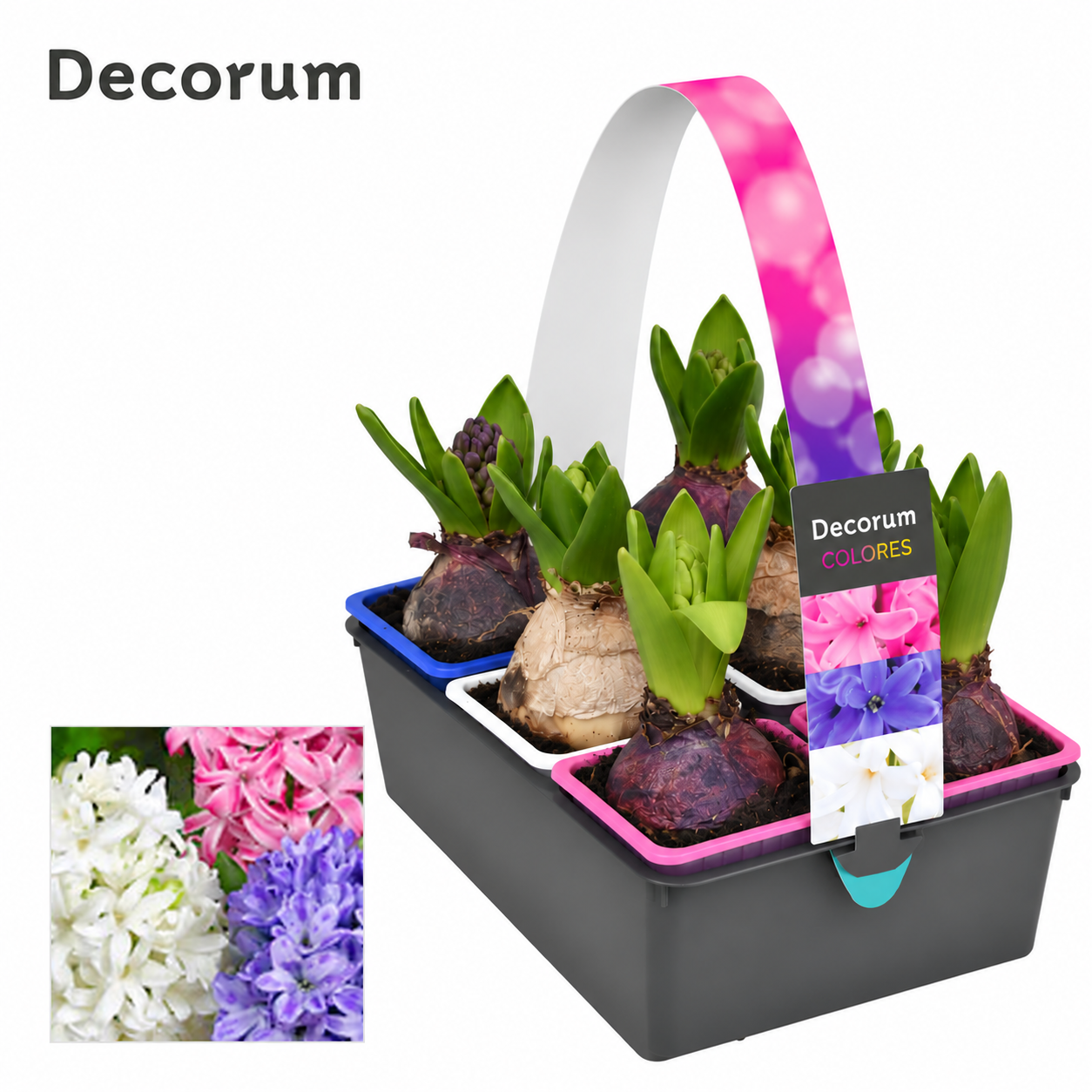 Hyacint 6-pack mix