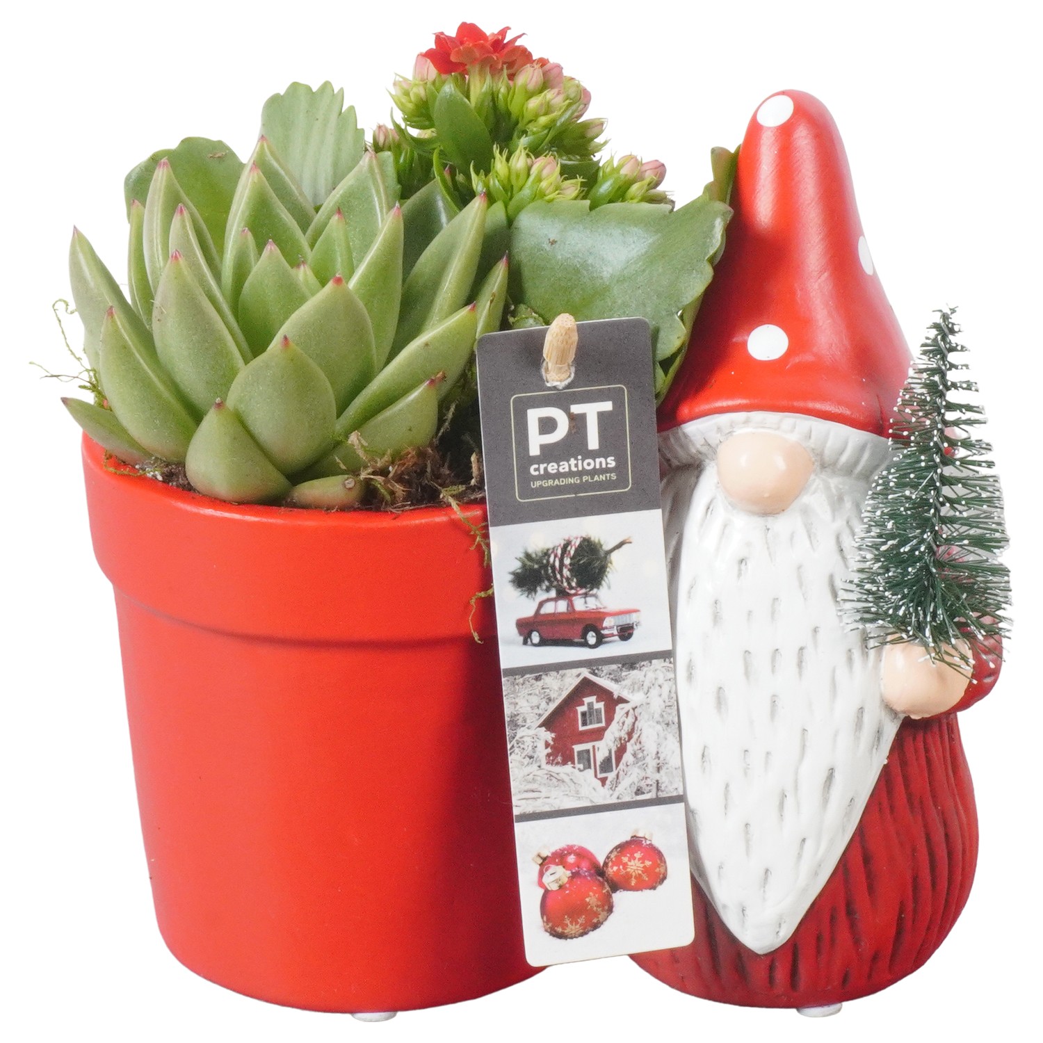 Picture of PTKB9384 Arrangement X-Mas in ceramic pot P17 17cm