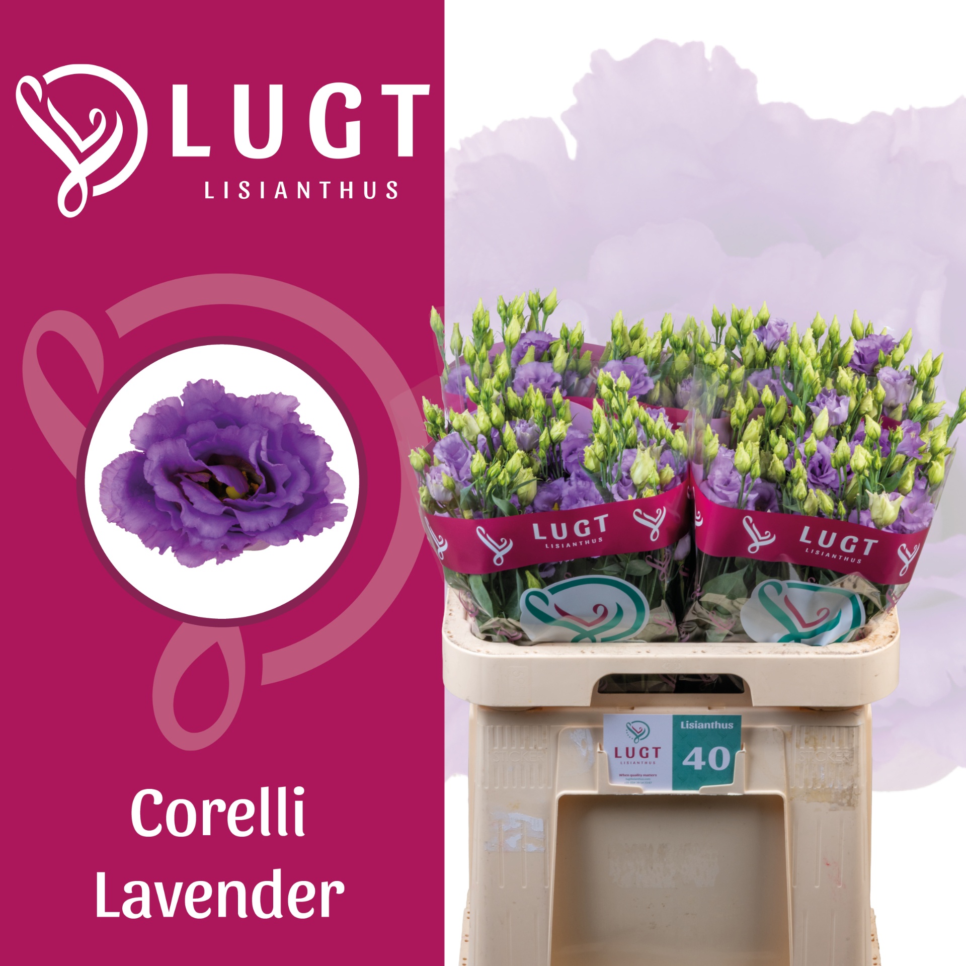 Eus G Corelli Lavend 70L.cm 55+knop 24bloei