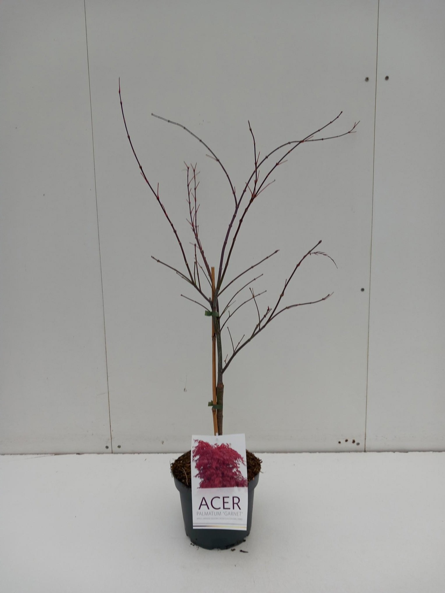 Picture of Acer palmatum Garnet