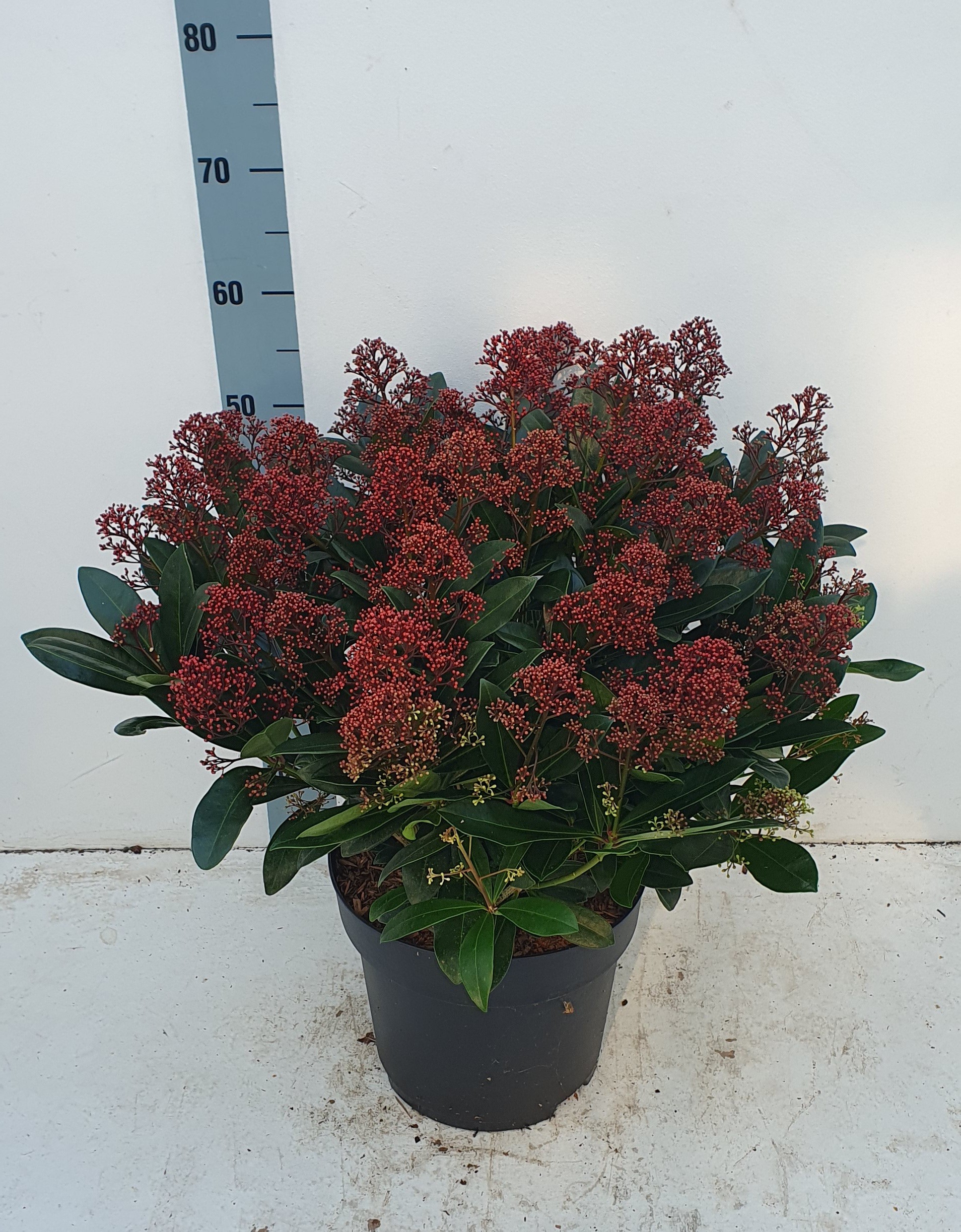 Picture of Skimmia jap. Rubella P29 (10 Ltr) 50/FLOWERS