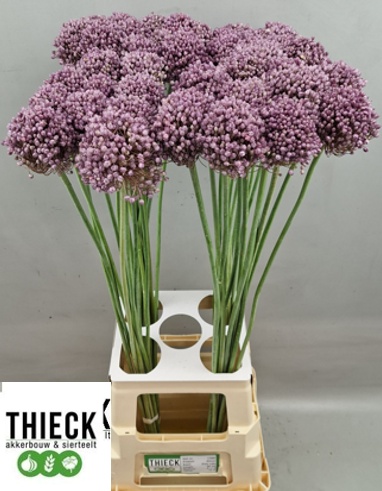 Allium Pink Lady 80cm