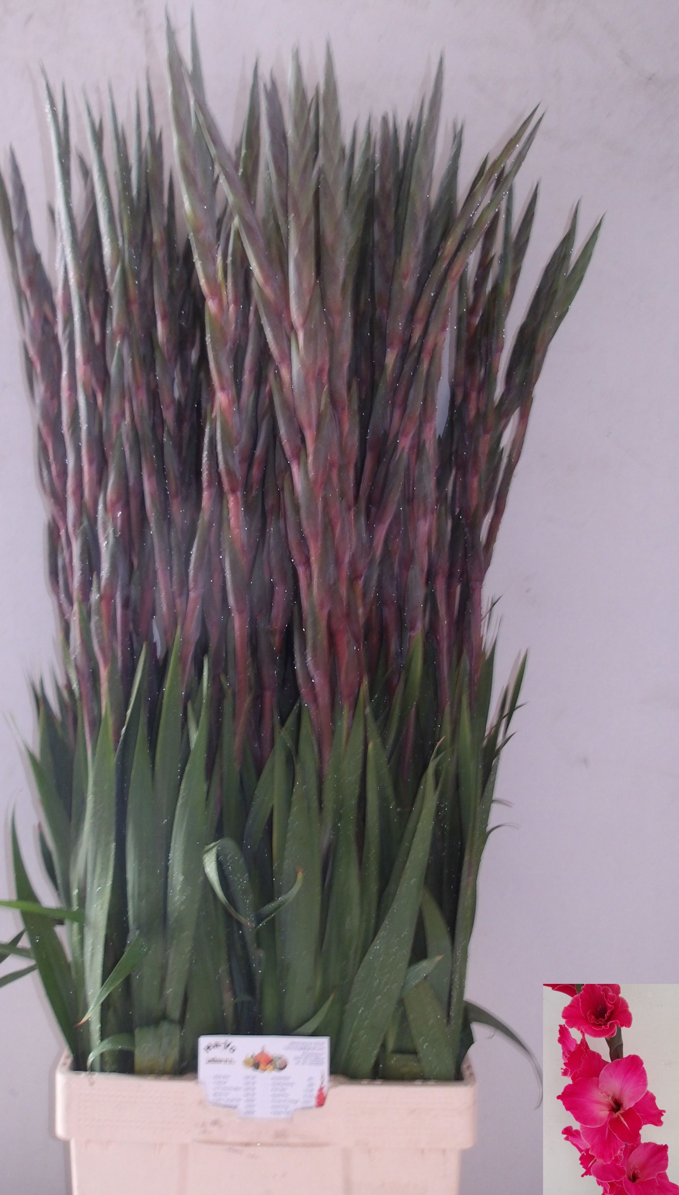 Glad Gr Fairyta Pink