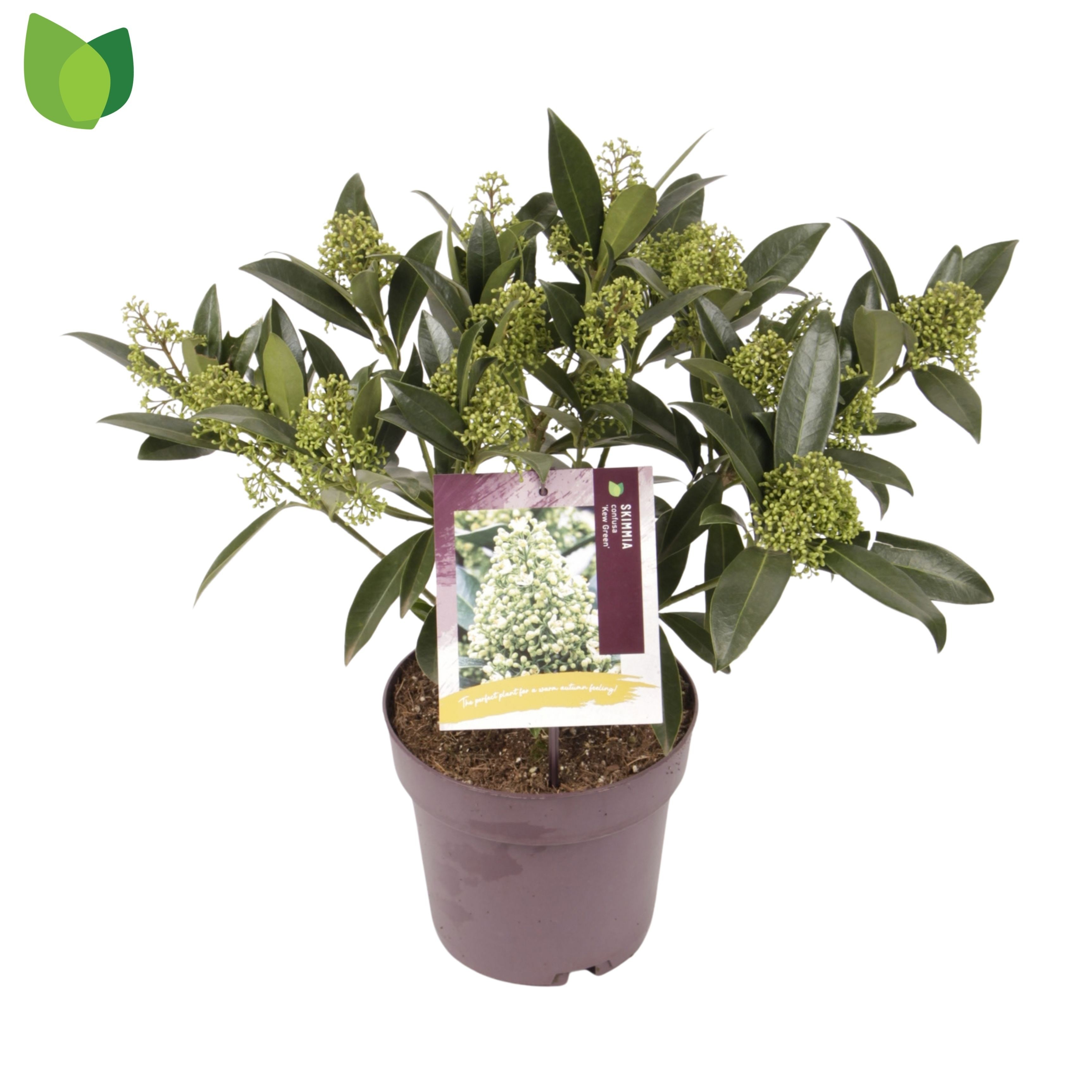 Skimmia confusa 'Kew Green'