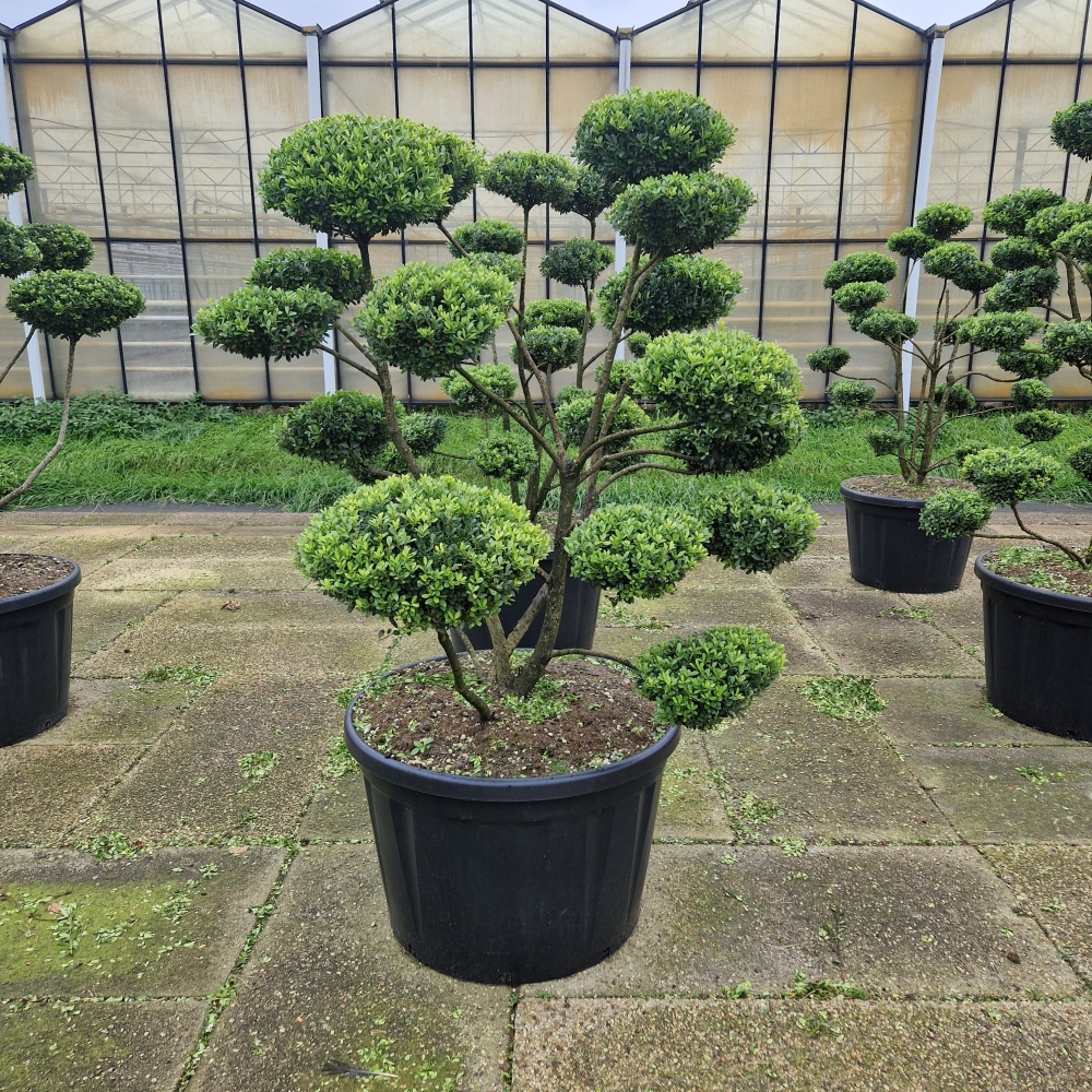 Picture of Ilex crenata Mutchagara C230 Bonsai-125/150-cm (LOOSE)