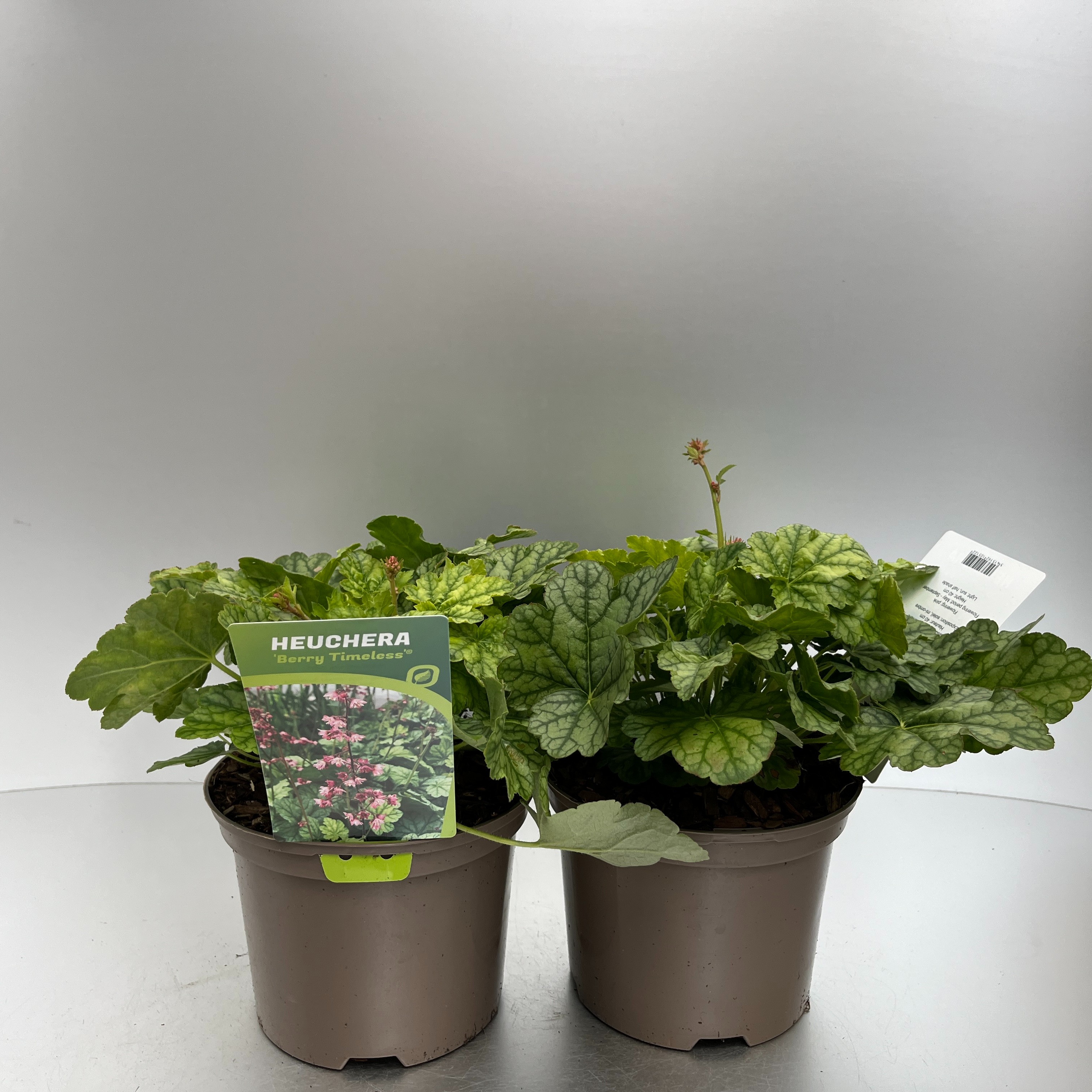 Picture of Heuchera Berry Timeles P17 (2 Ltr)