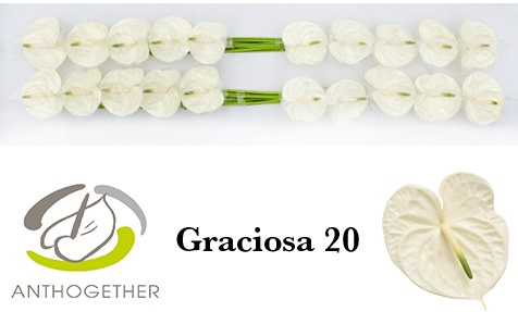 Anthurium Graciosa 9Ø