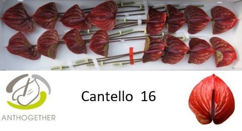 Anthurium Cantello 11Ø