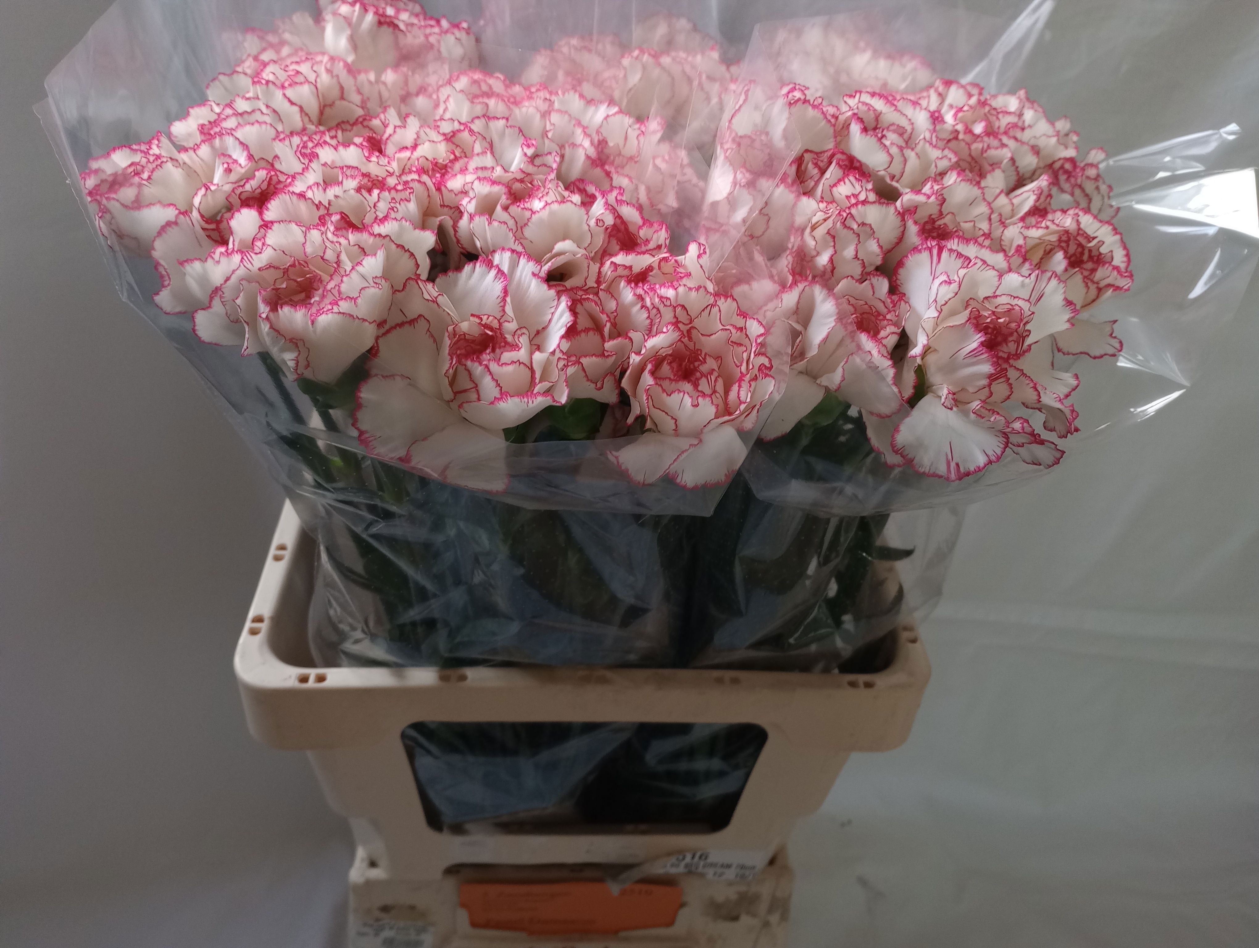 Di St Pastel Damascu