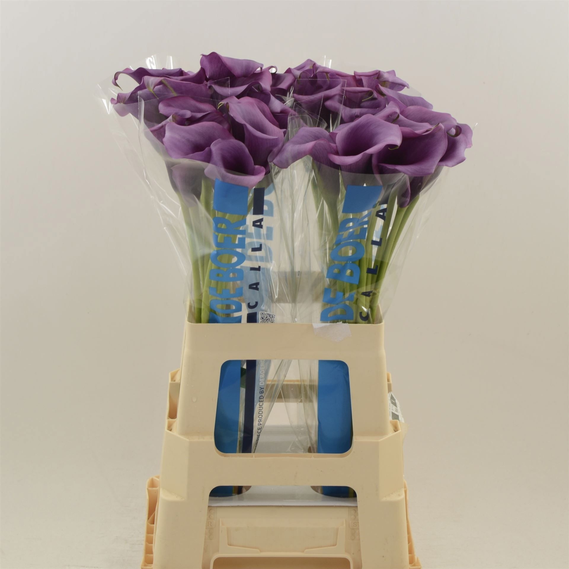 Calla Durban 65cm