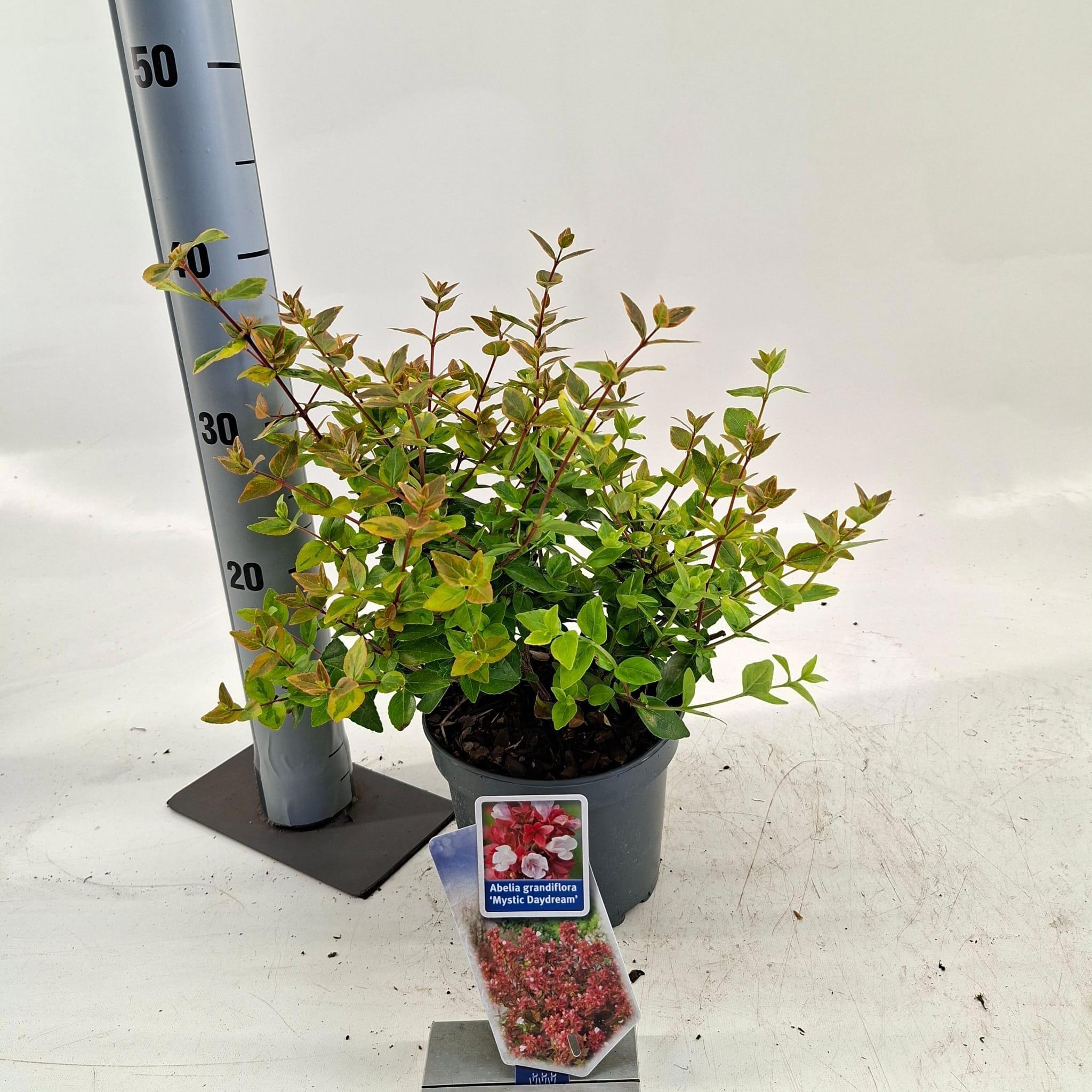 Abelia grandiflora Mystic Daydream ('Opstal 40'PBR)