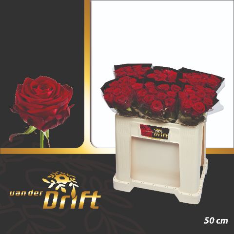 Rosa Red Naomi 50cm