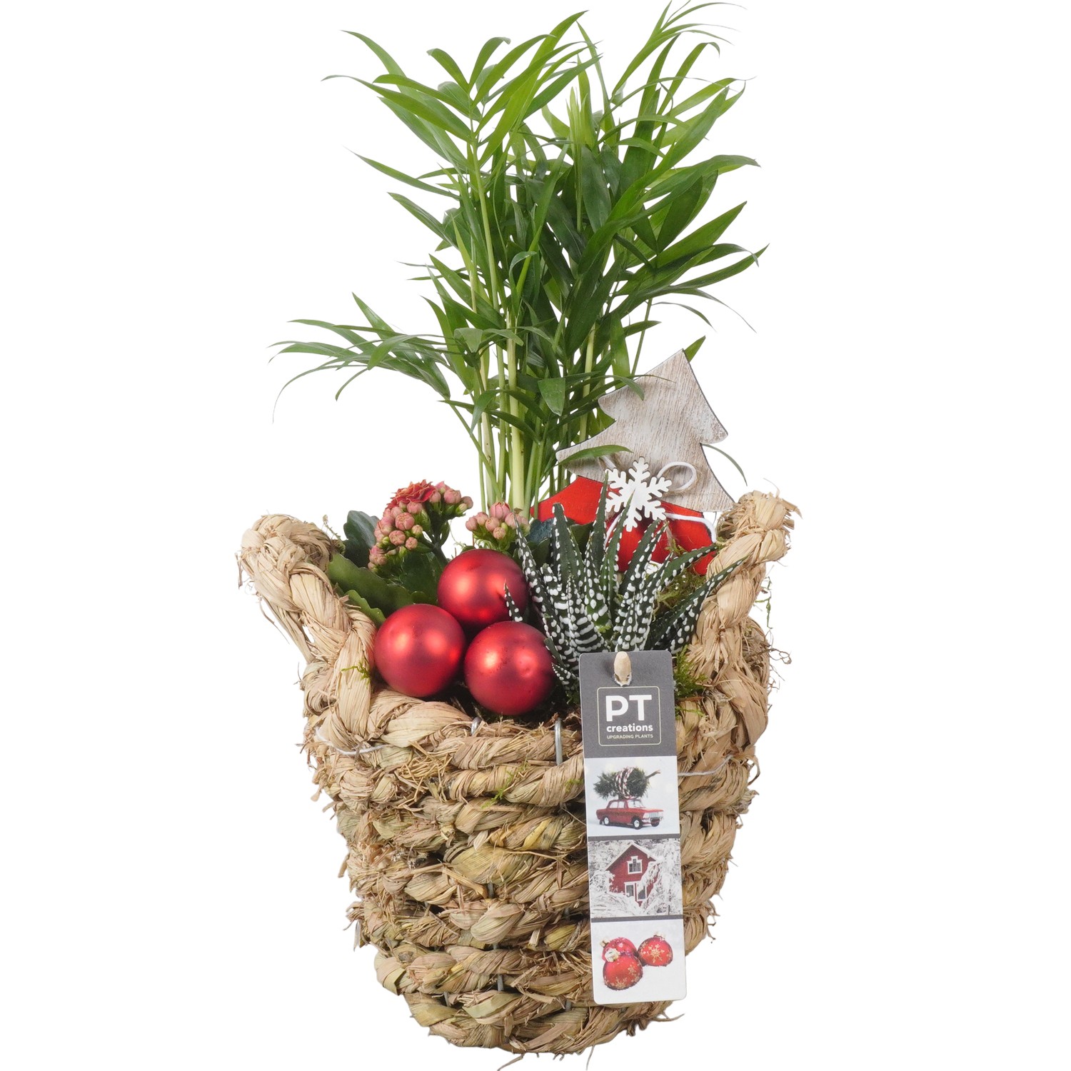 Picture of PTKB9341 Arrangement X-Mas in grass basket P15 35CM