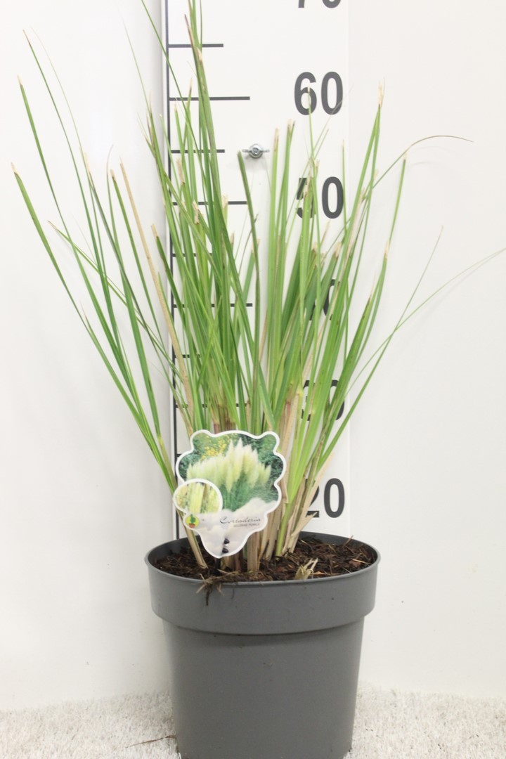 Picture of Cortaderia selloana Pumila P23 (5 Ltr) (LOOSE)