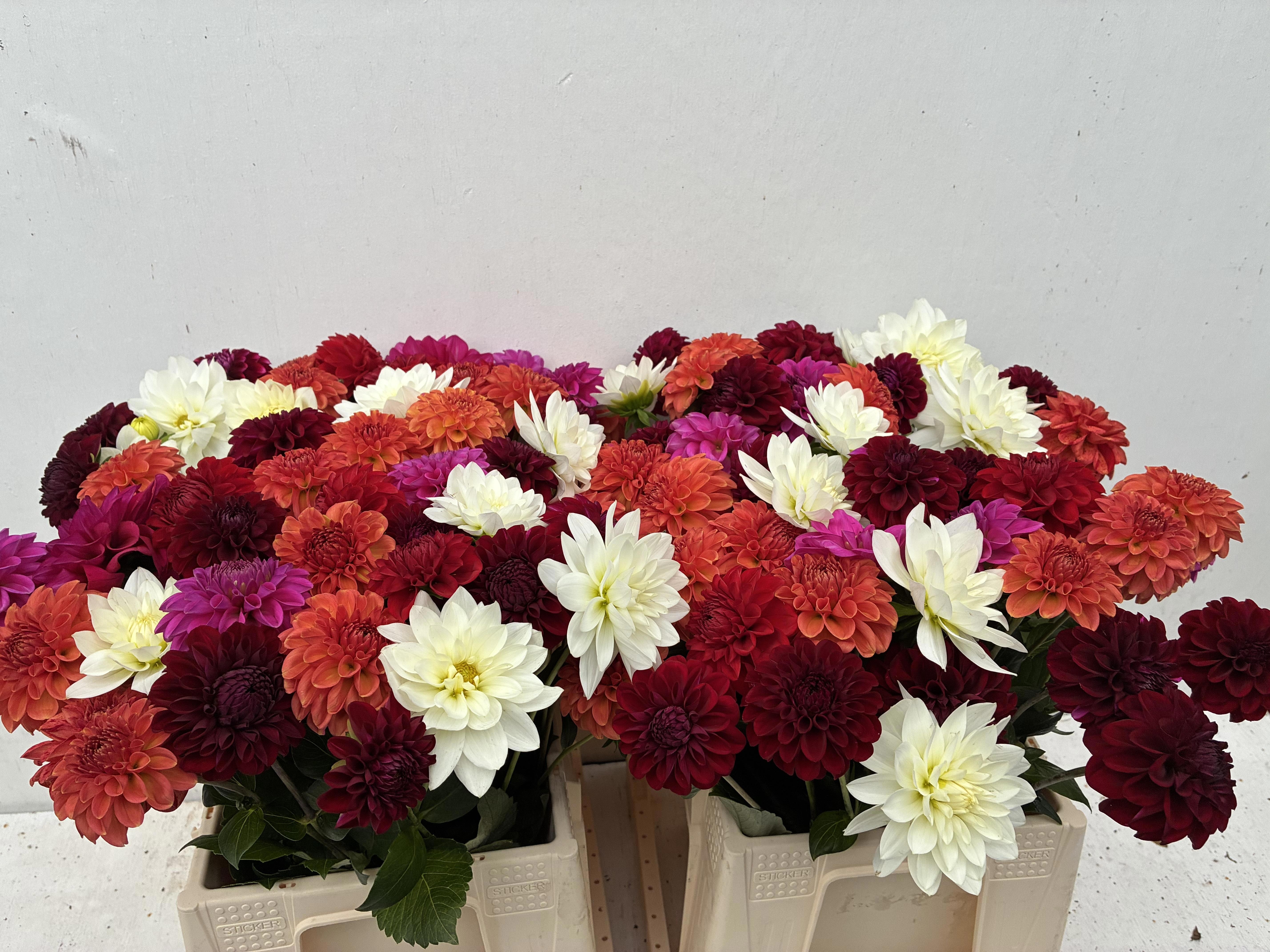Dahlia Rainbow 40cm